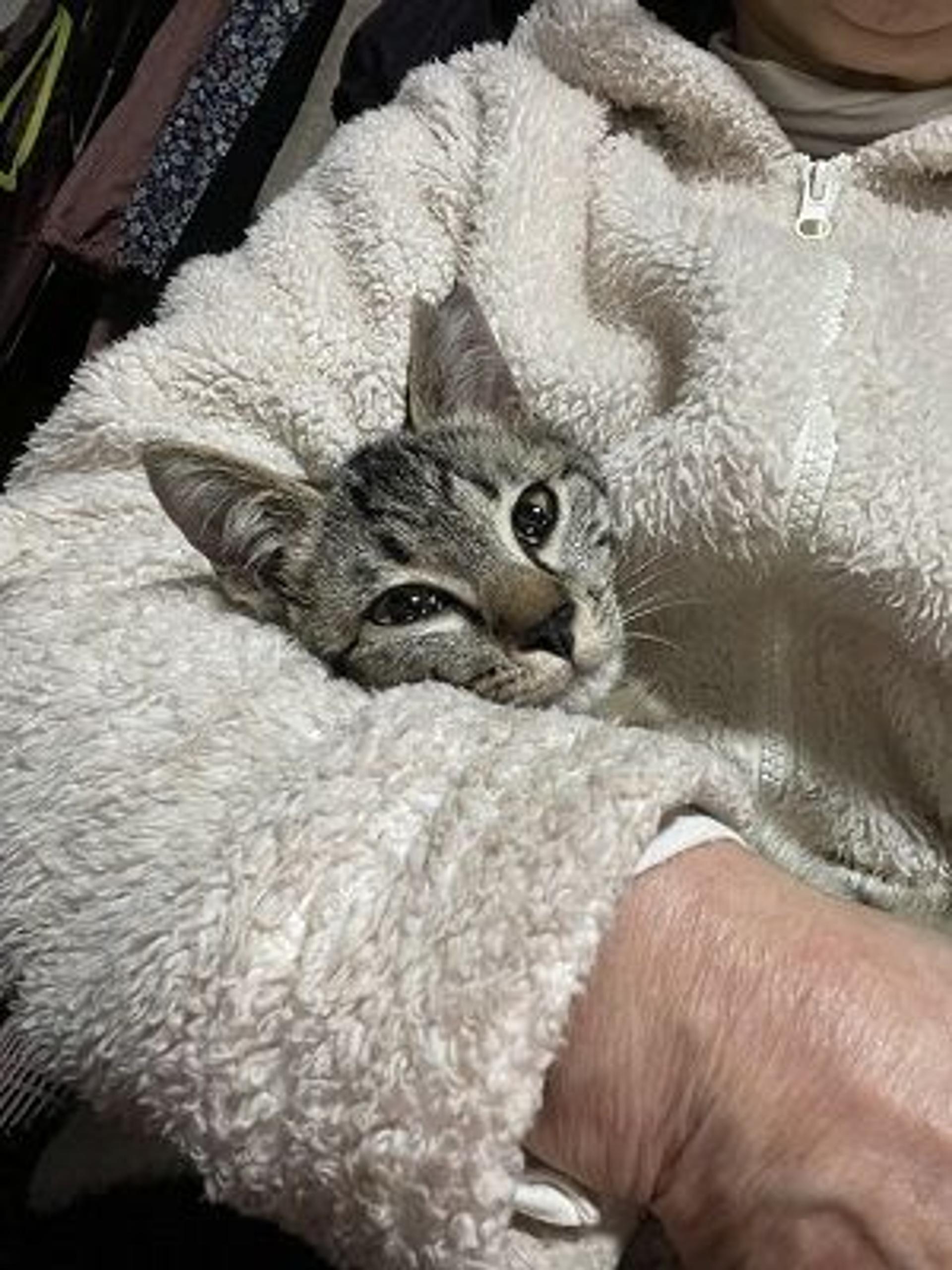 pet-image-7
