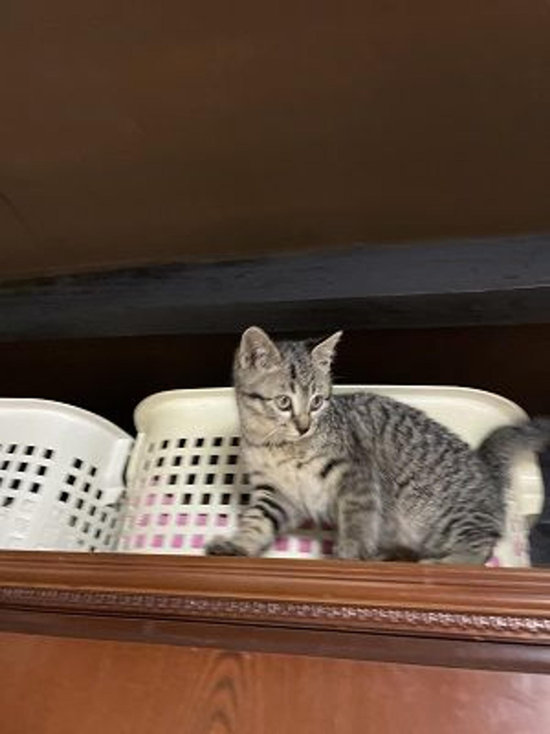 pet-image-9