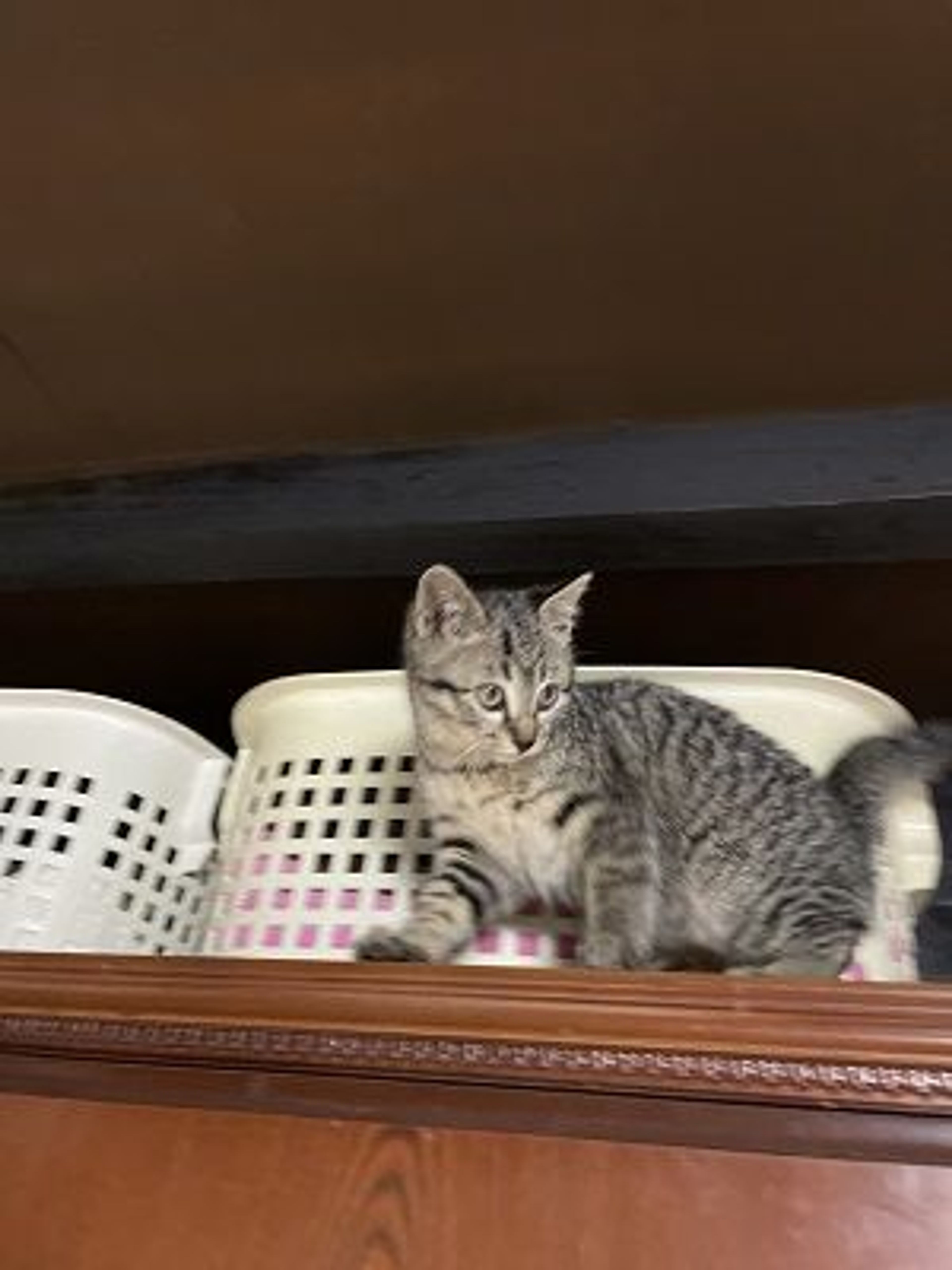 pet-image-9