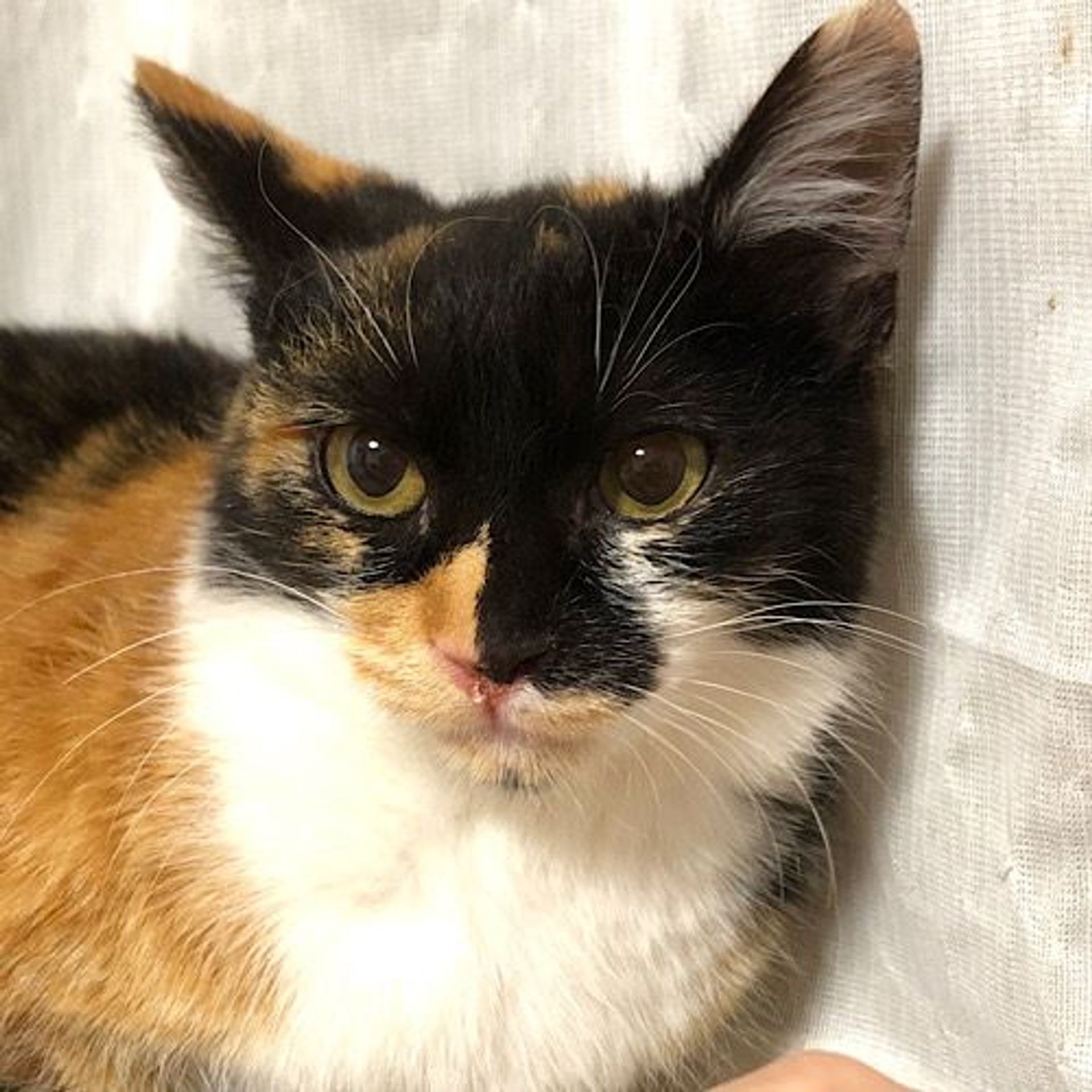 雑種（ミックス猫）・メスの里親募集の写真
