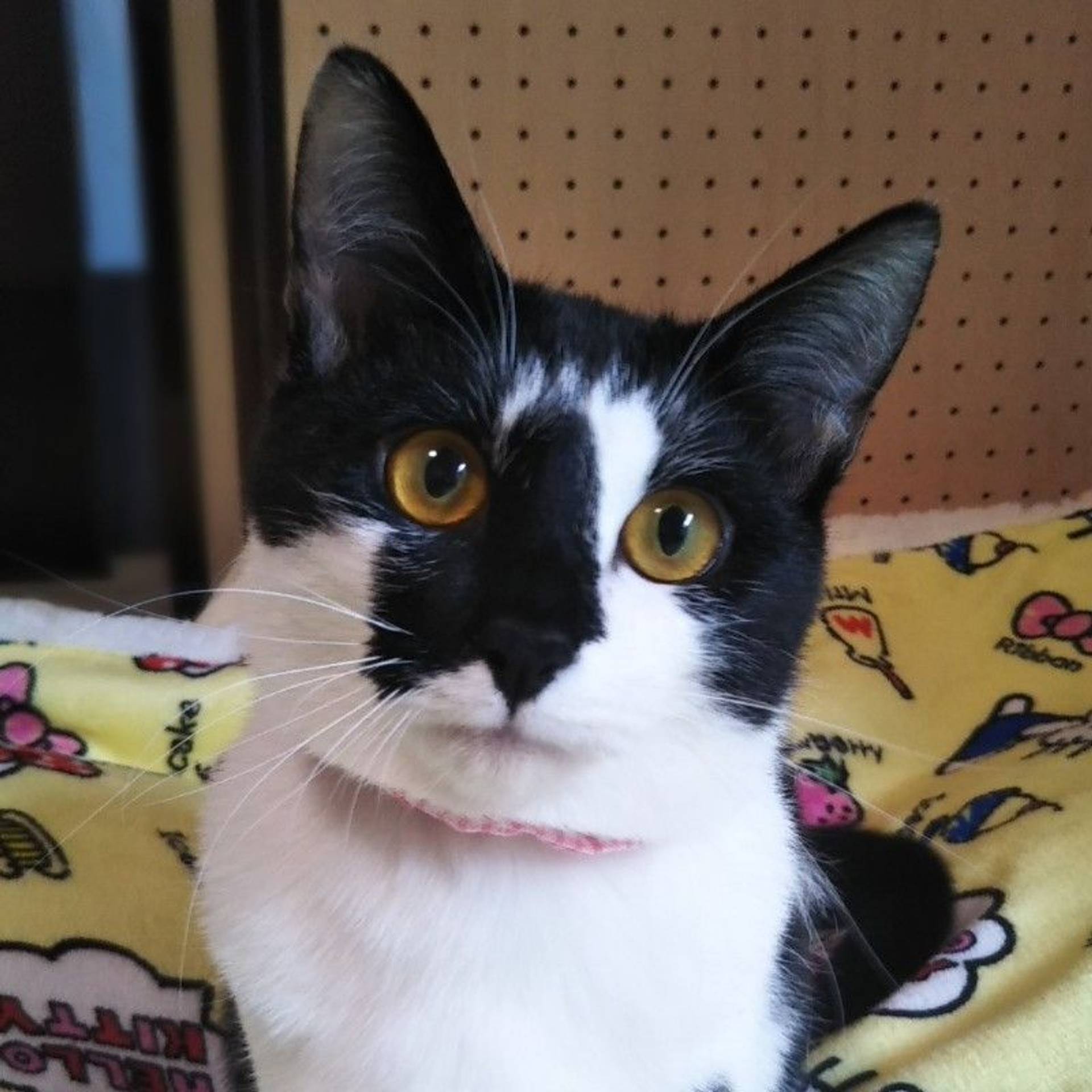 雑種（ミックス猫）・メスの里親募集の写真