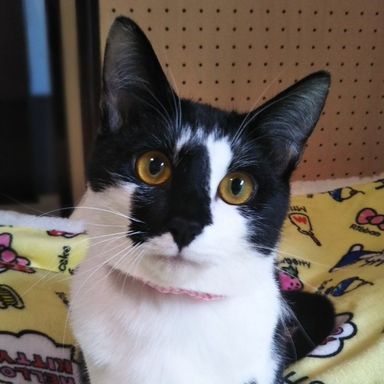 シャーこちゃん★4/17ミャオねこ譲渡会で会えますの写真