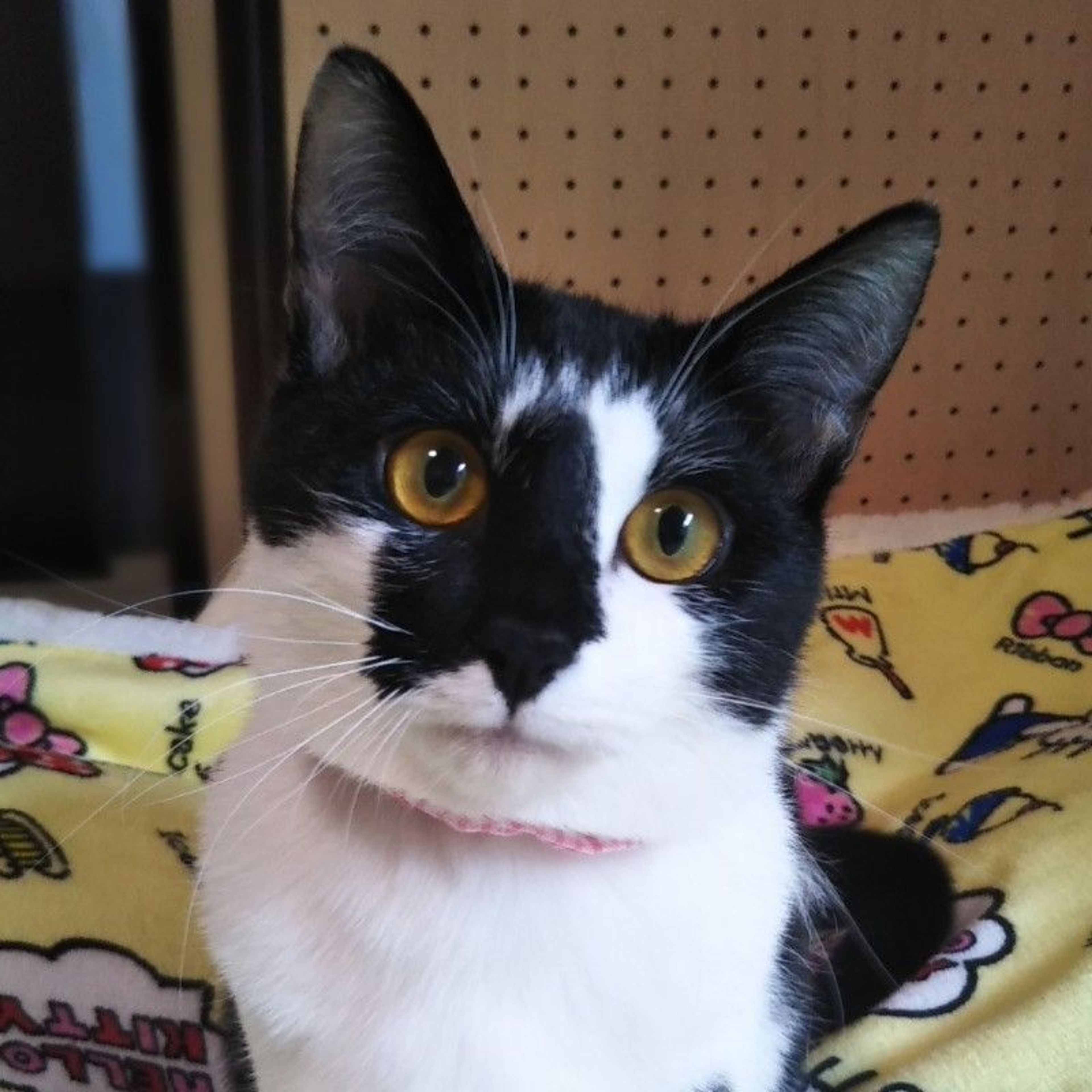 雑種（ミックス猫）・メスの里親募集の写真