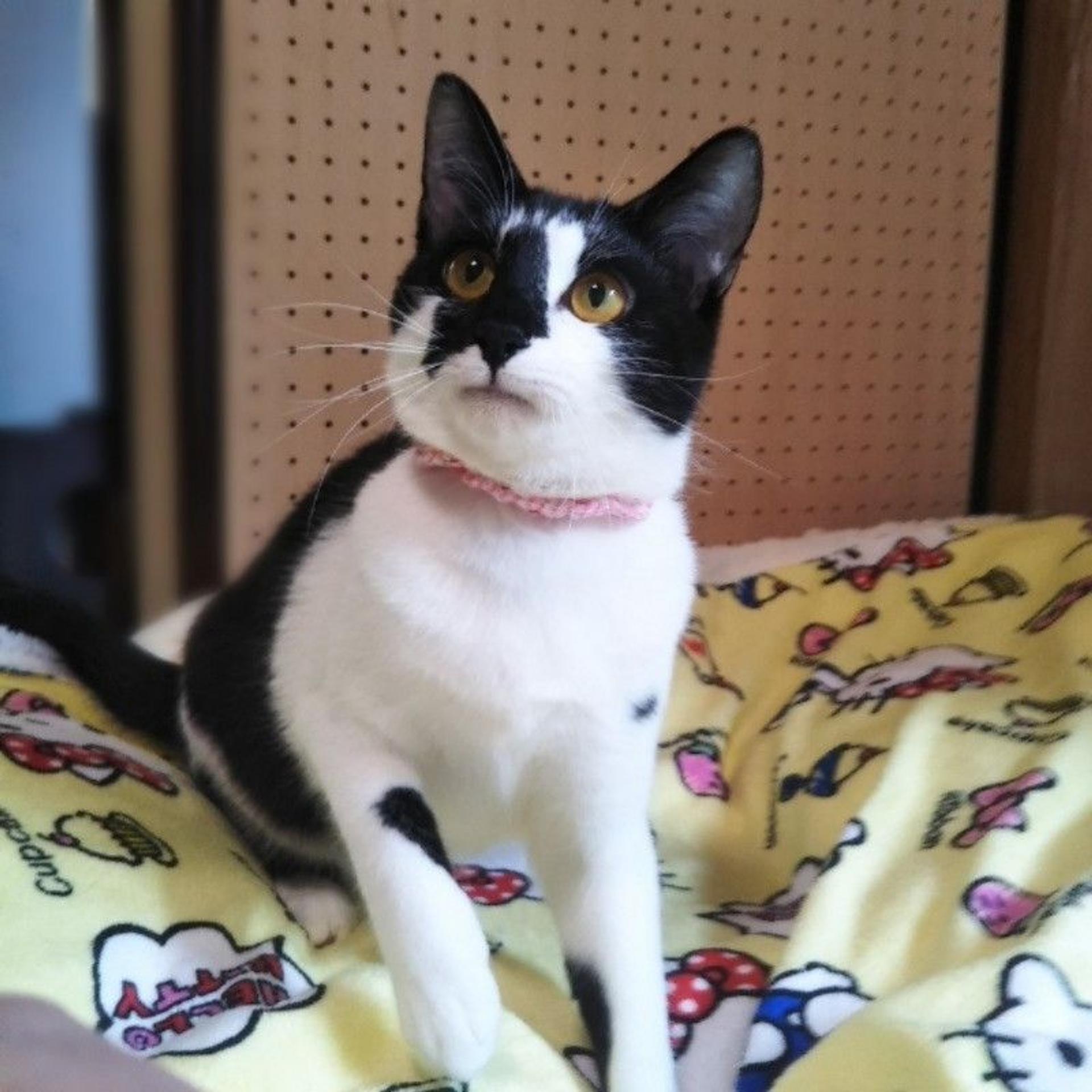 pet-image-2