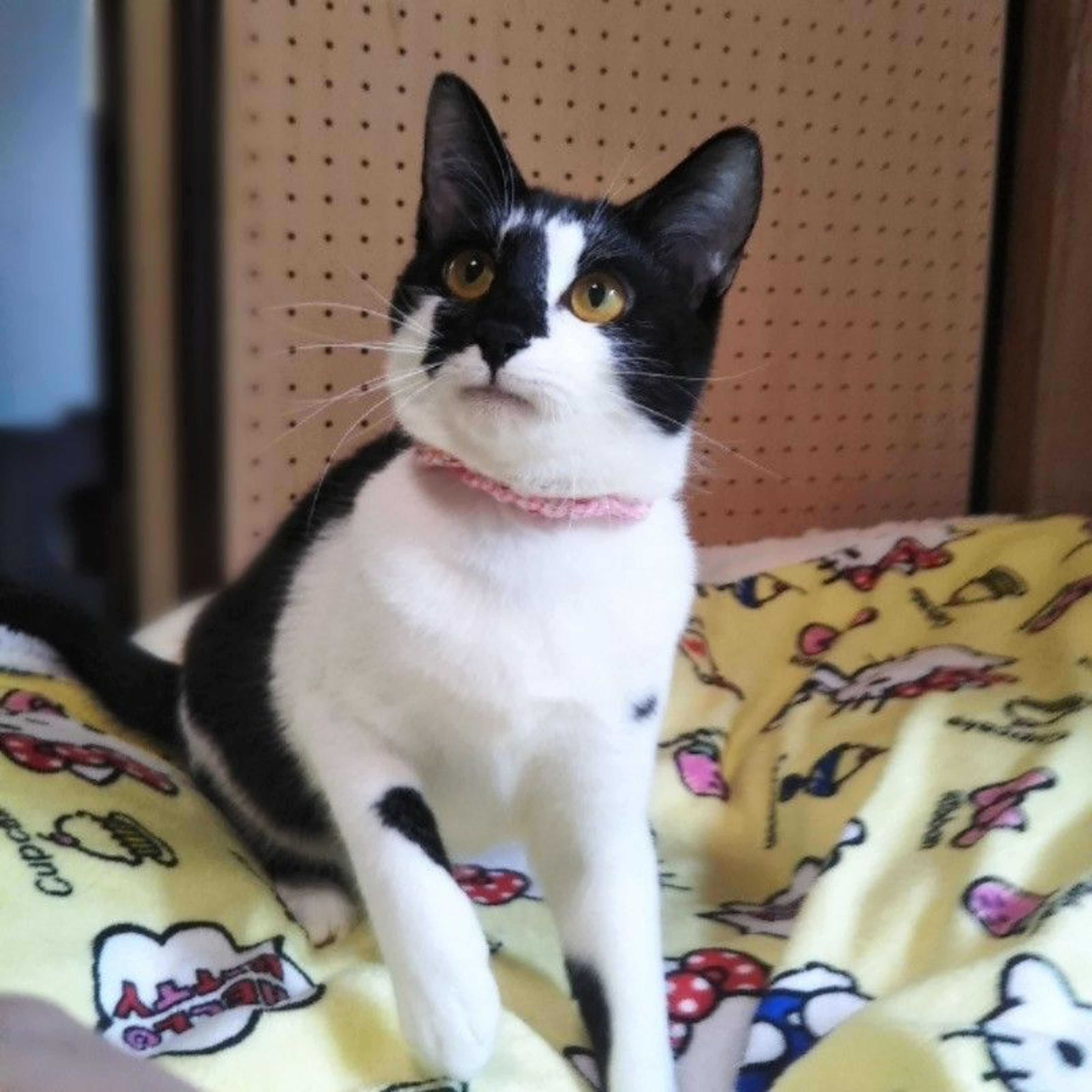 pet-image-2