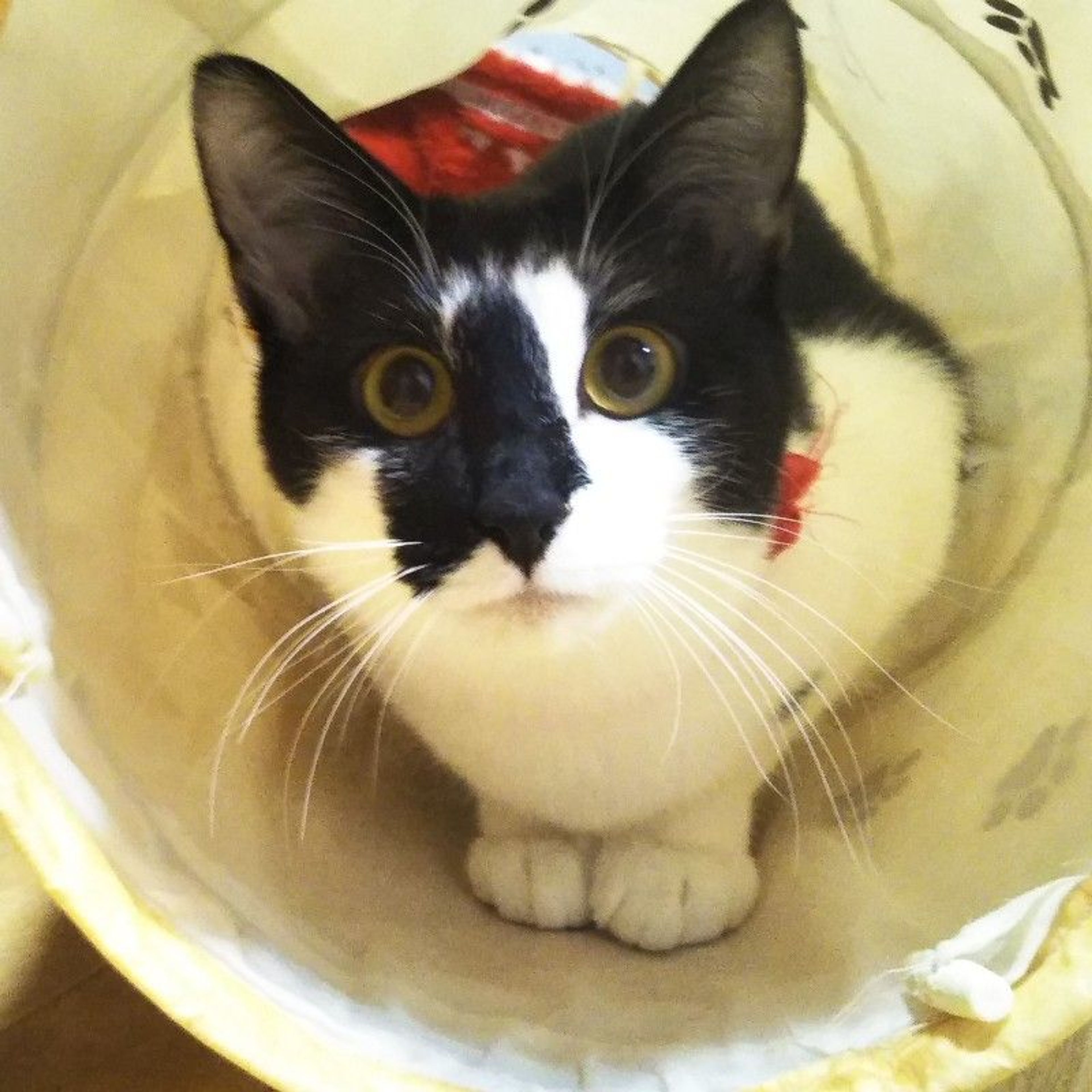 pet-image-3