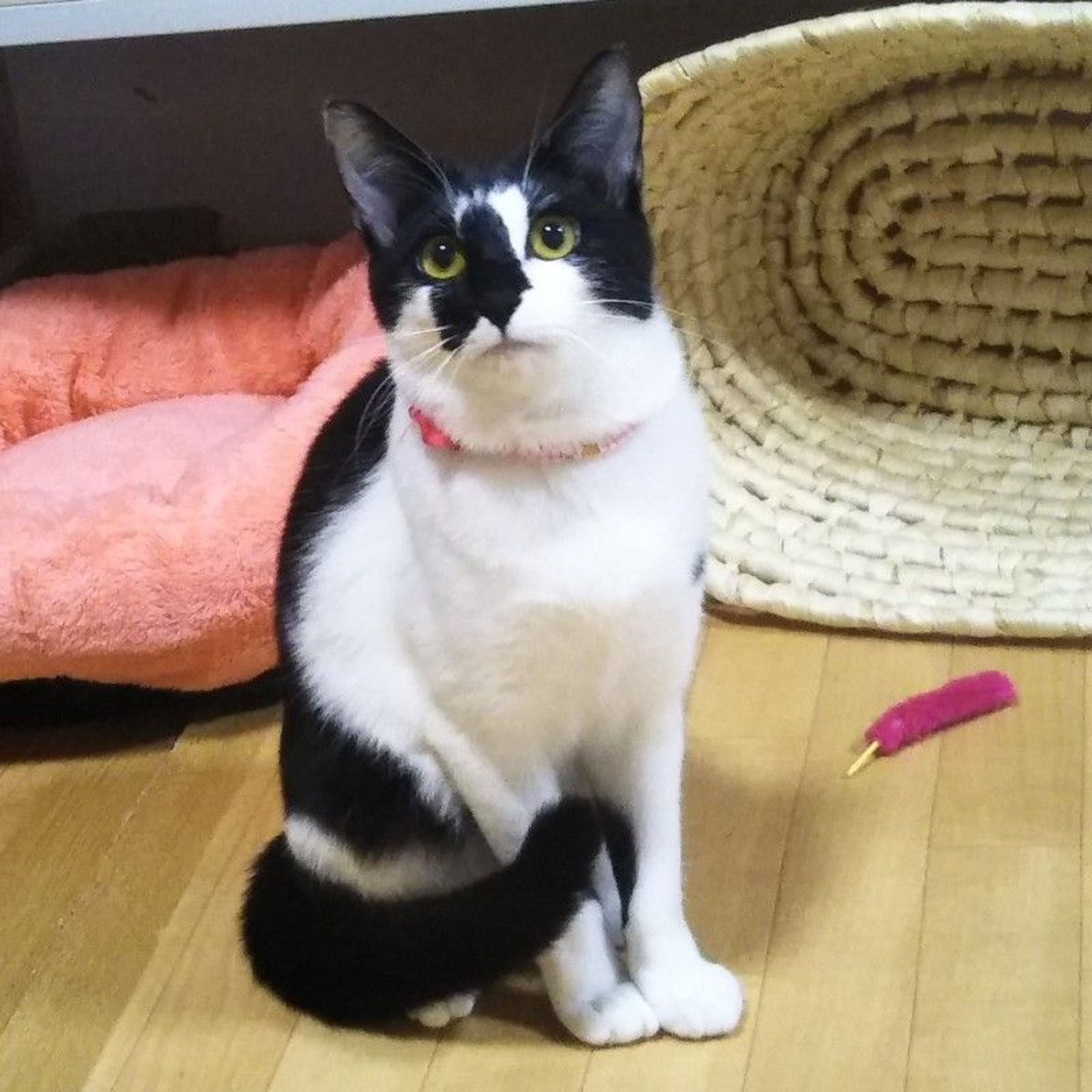 pet-image-4