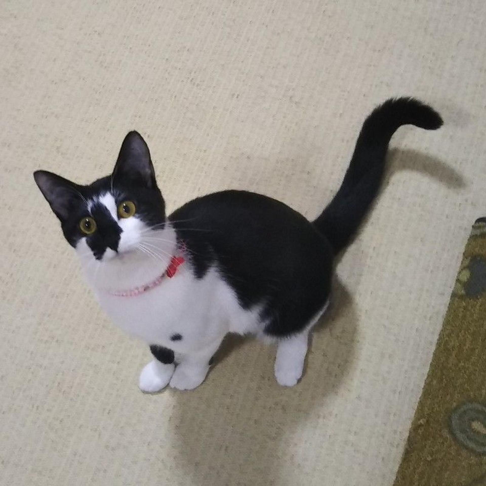pet-image-5
