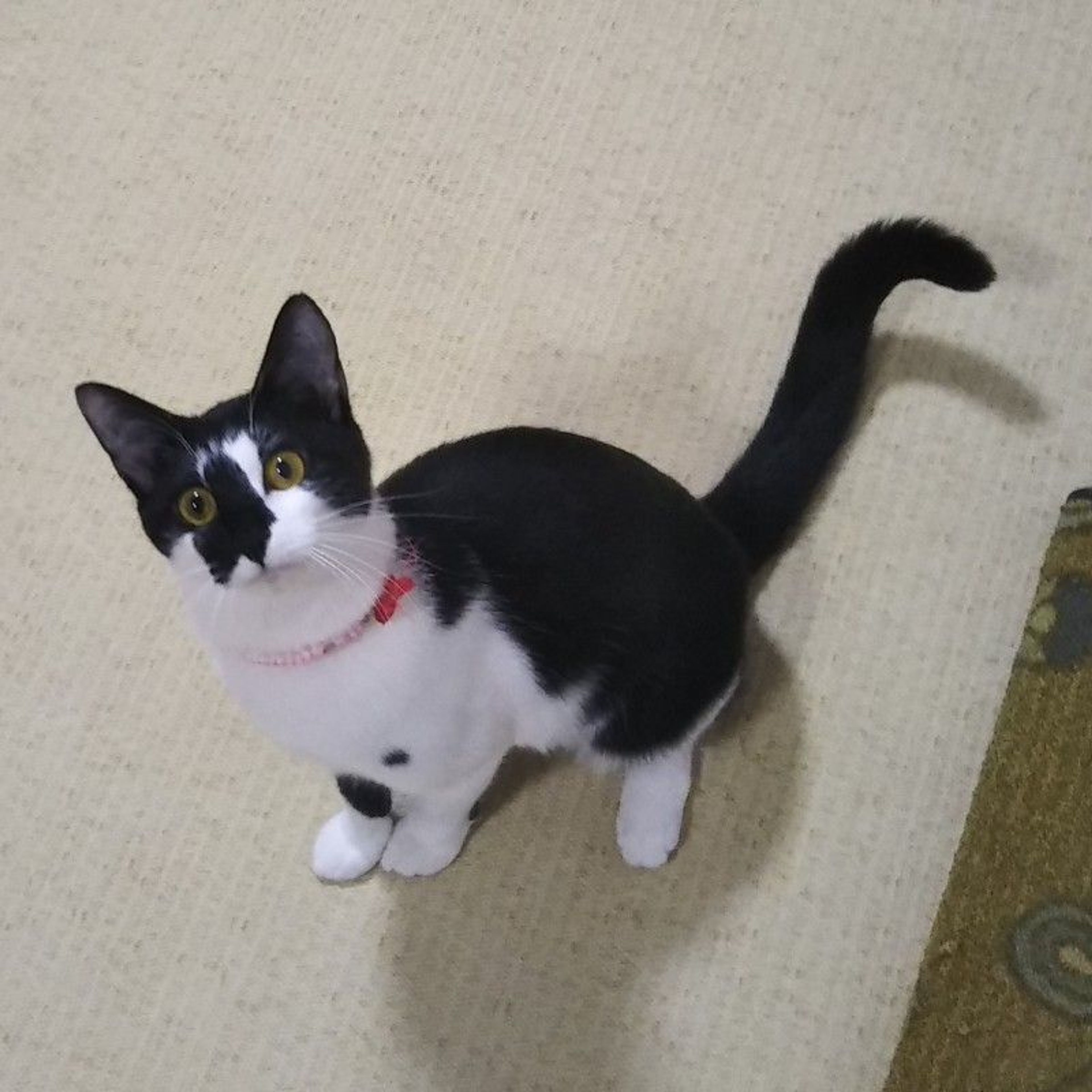 pet-image-5