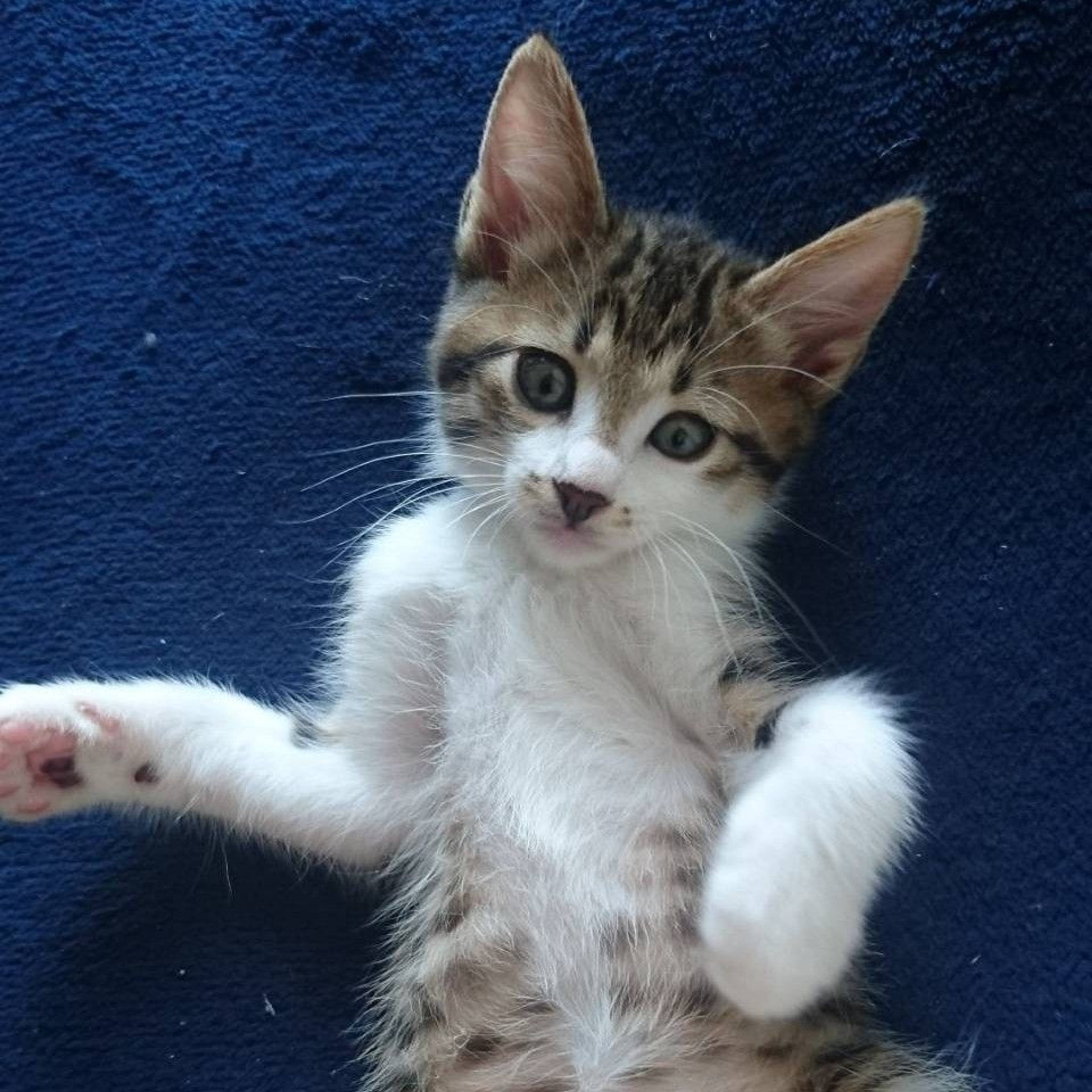 雑種（ミックス猫）・メスの里親募集の写真