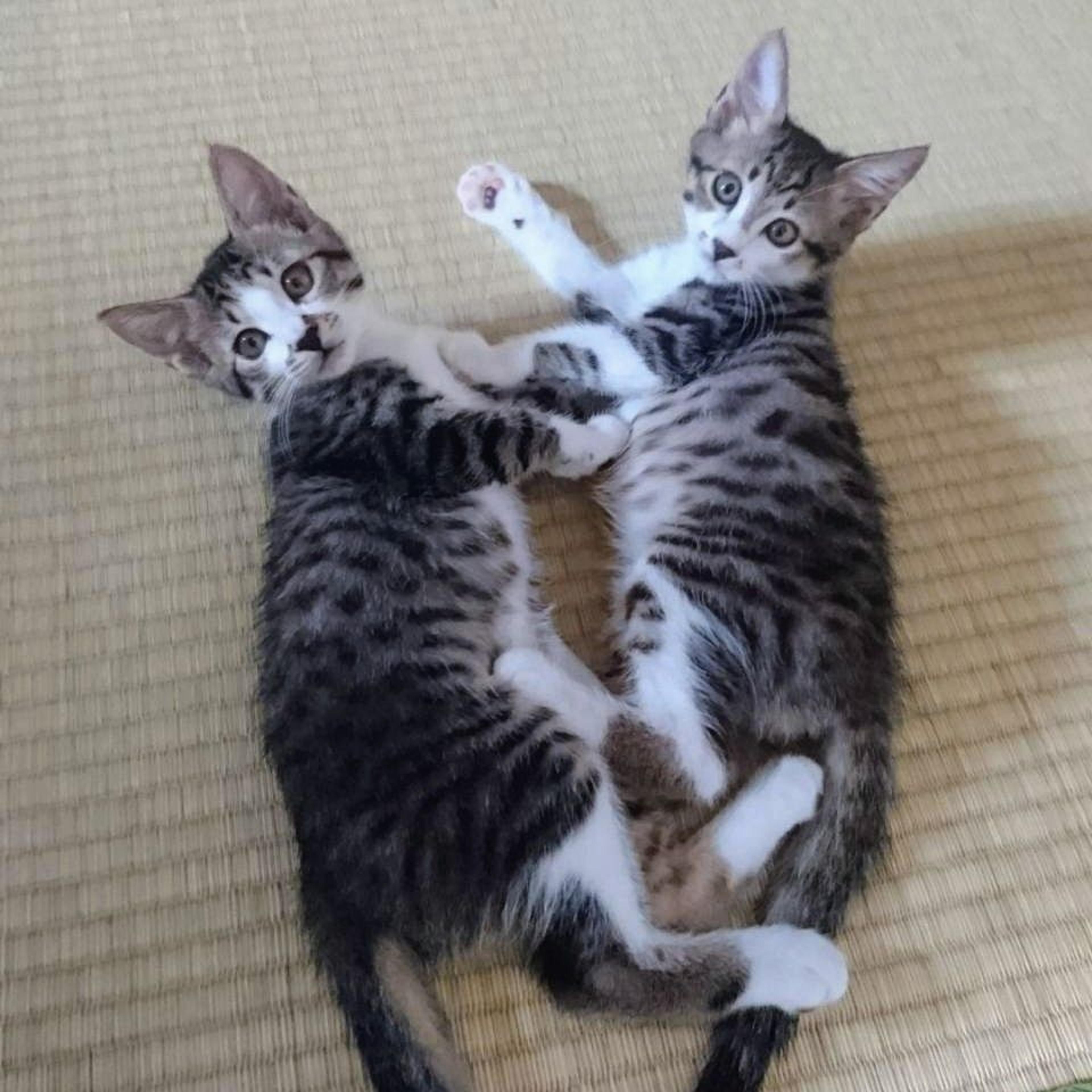 pet-image-3