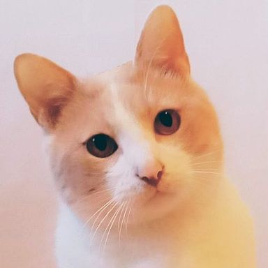 ラテくん★3/21ミャオねこ譲渡会で会えますの写真