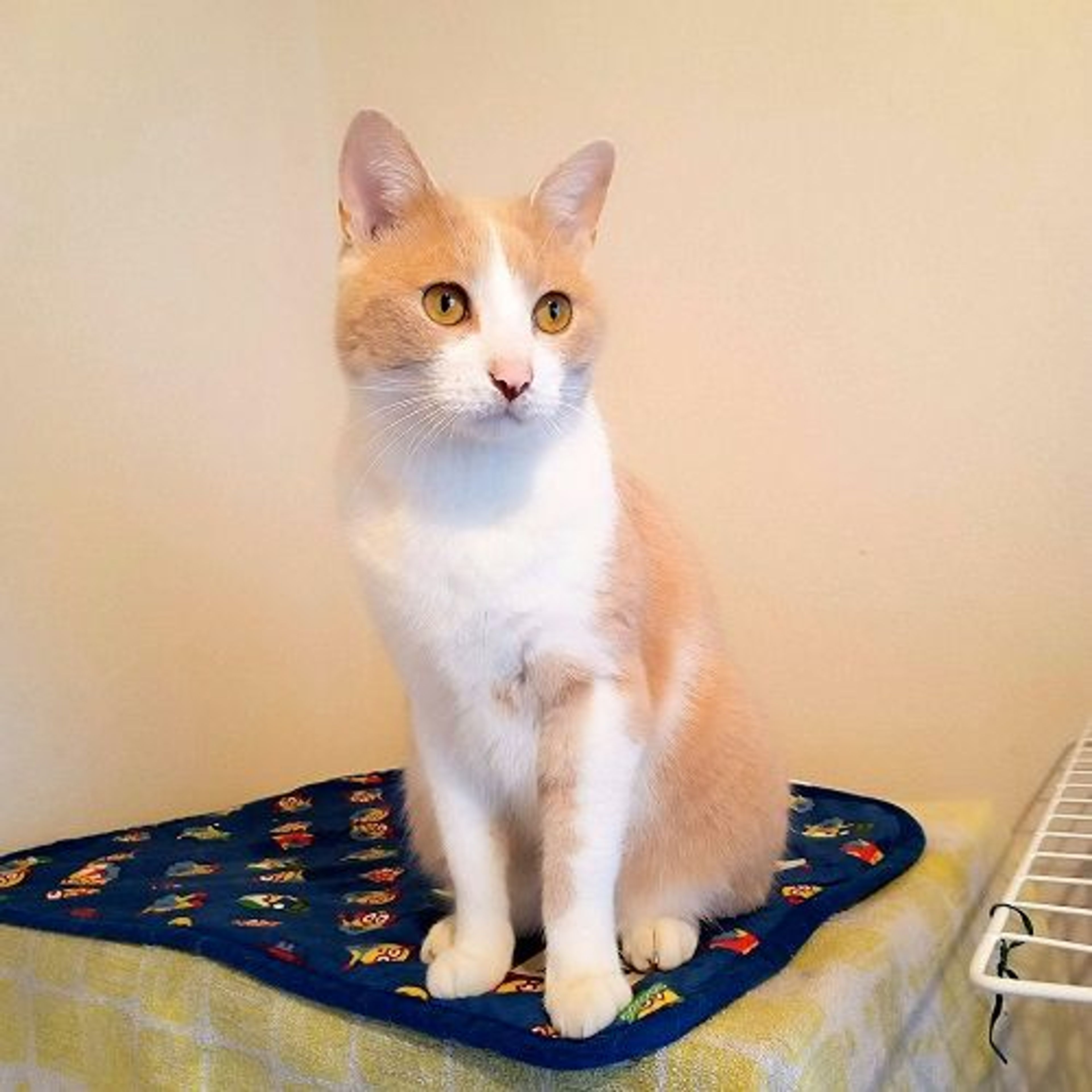 pet-image-3