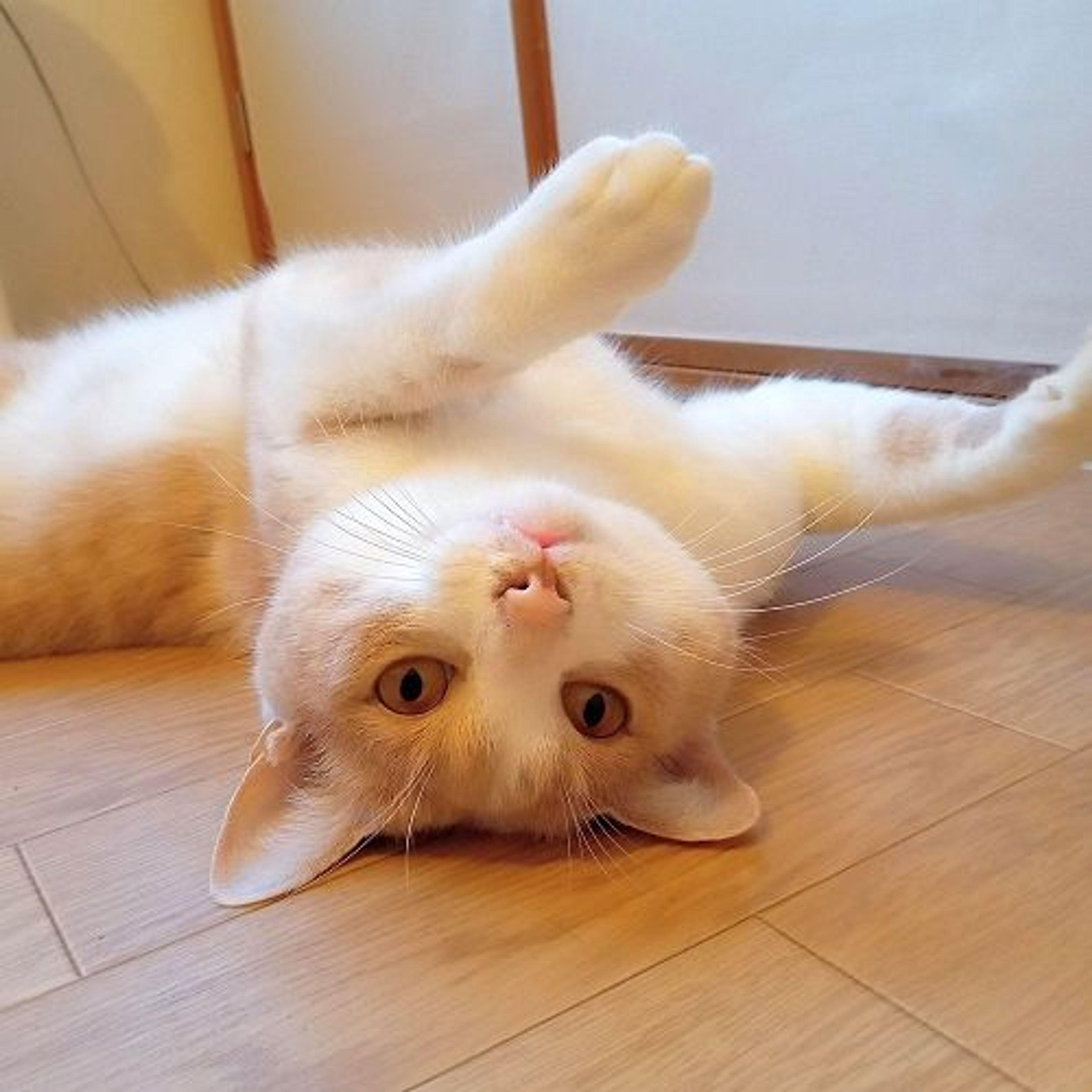 pet-image-4