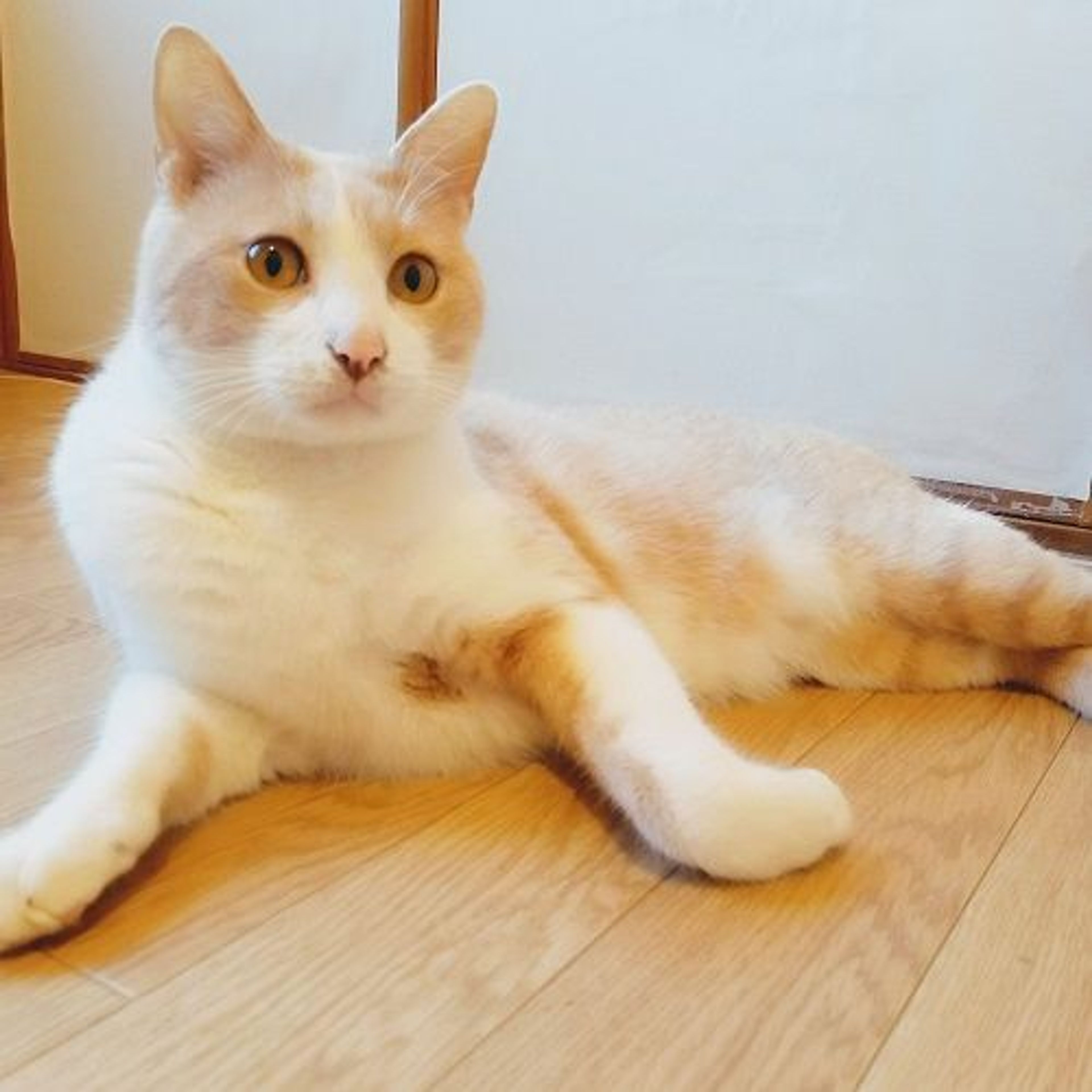 pet-image-5
