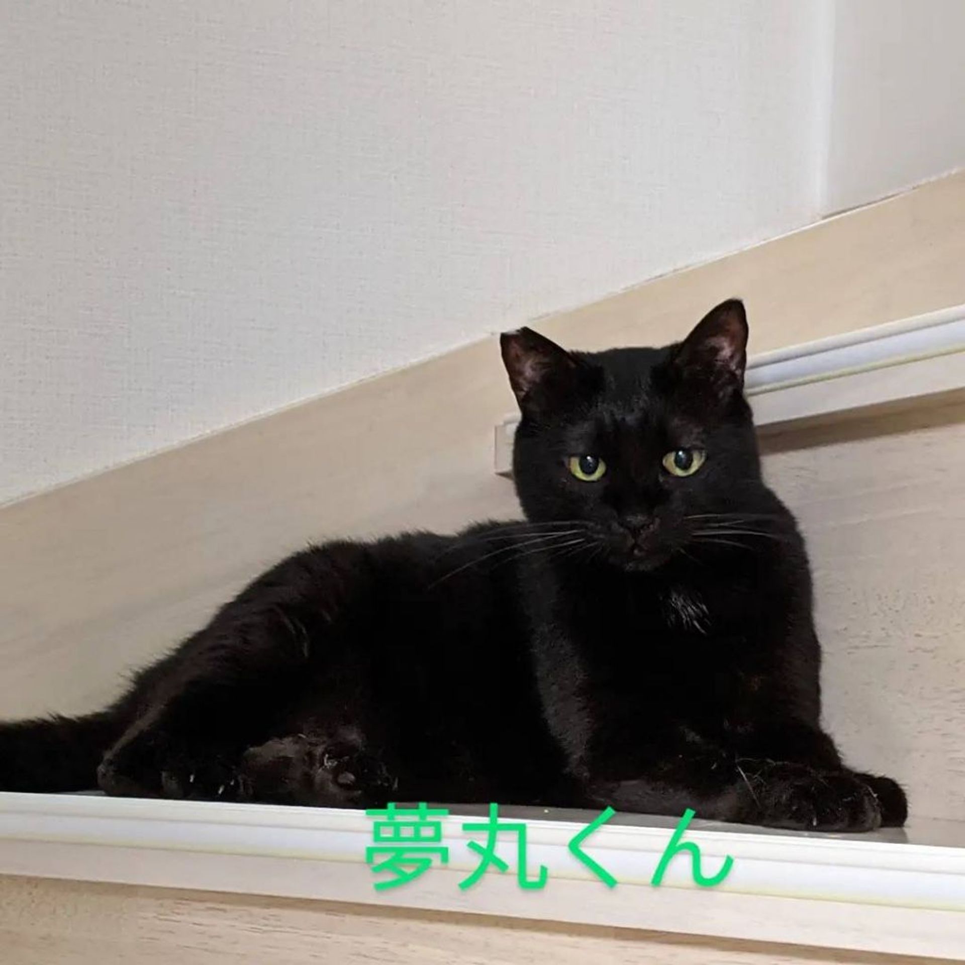 雑種（ミックス猫）・オスの里親募集の写真