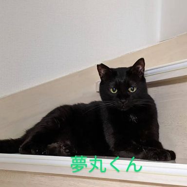 夢丸