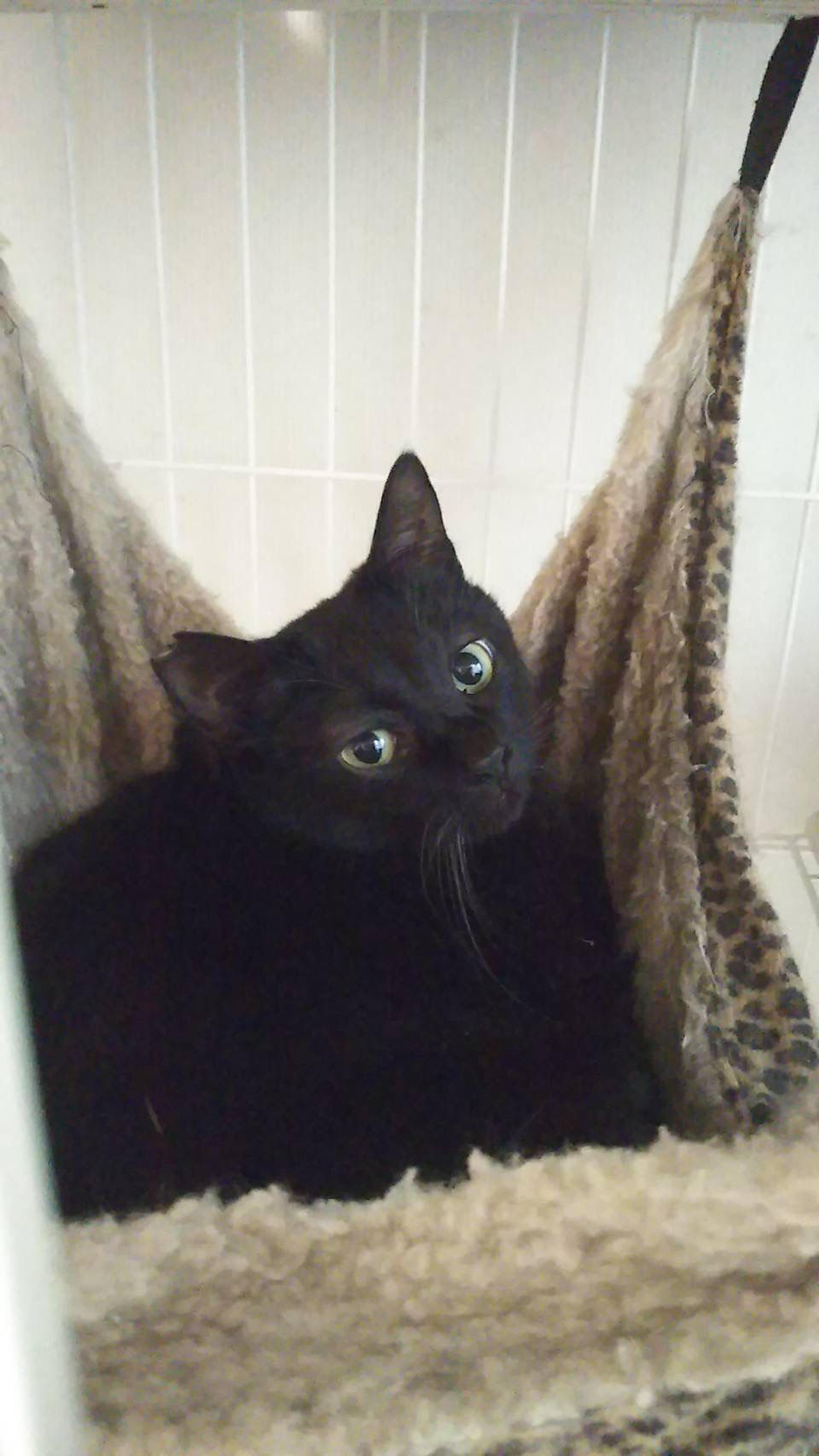 pet-image-3