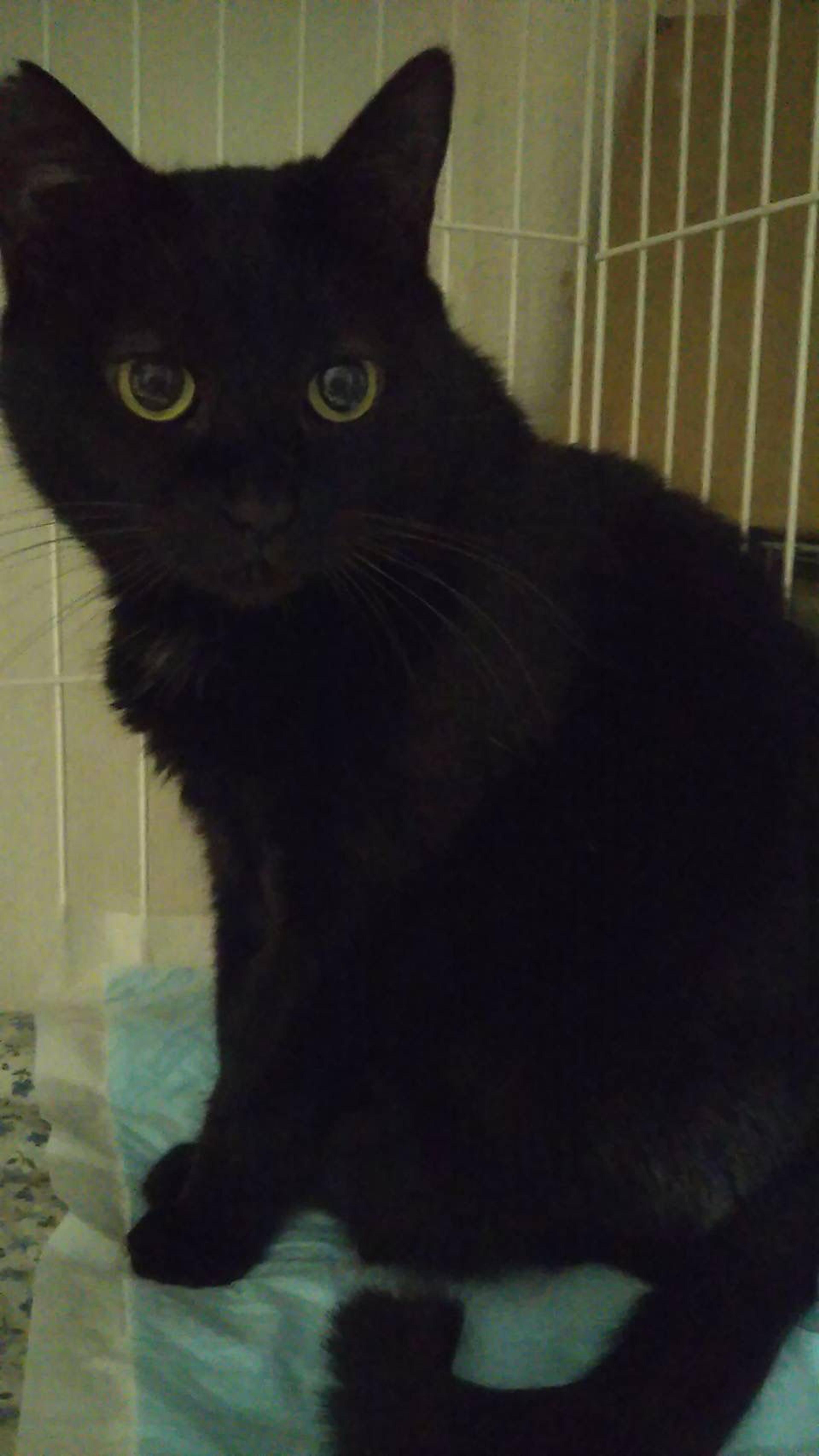 pet-image-4