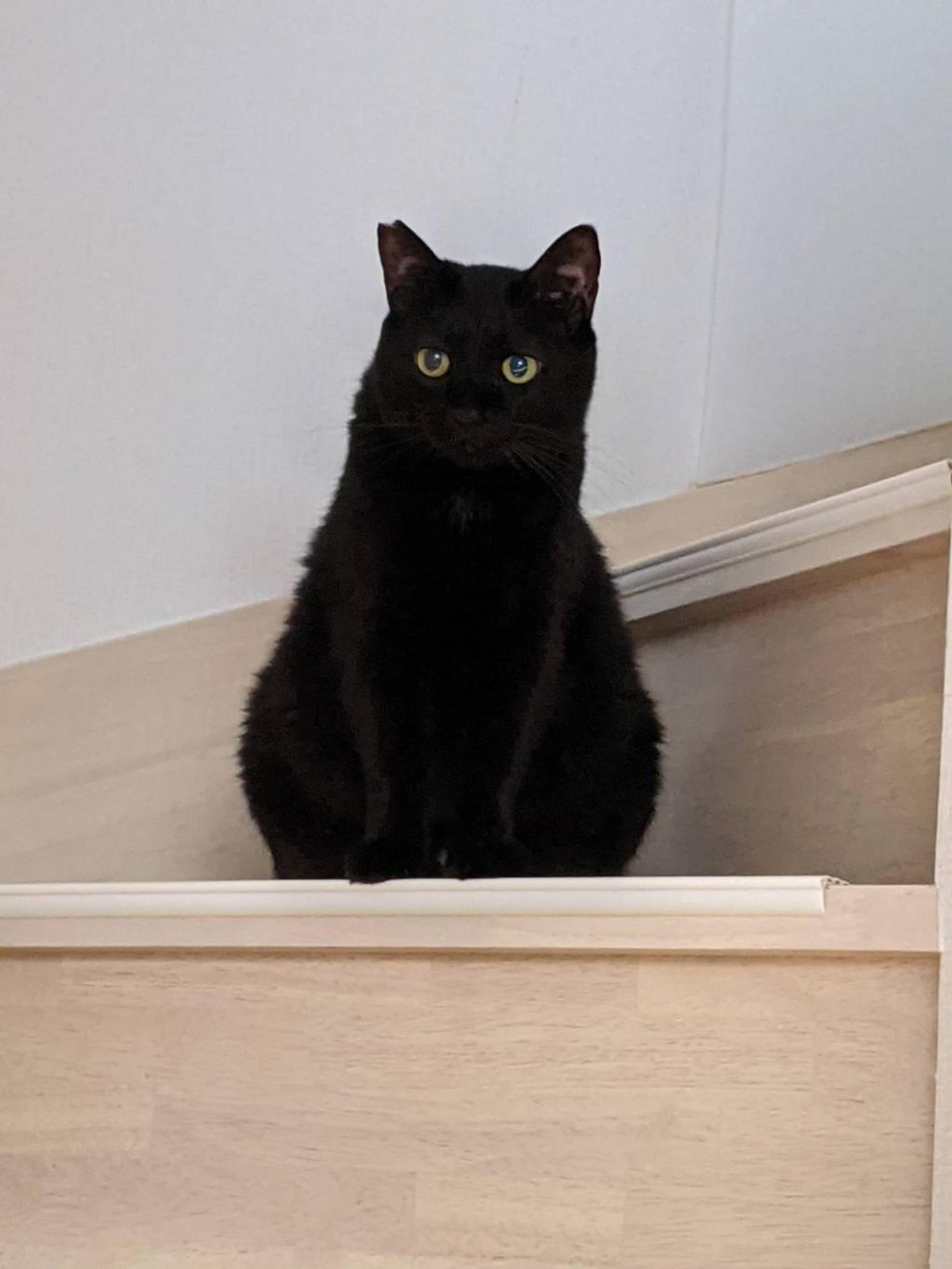 pet-image-5