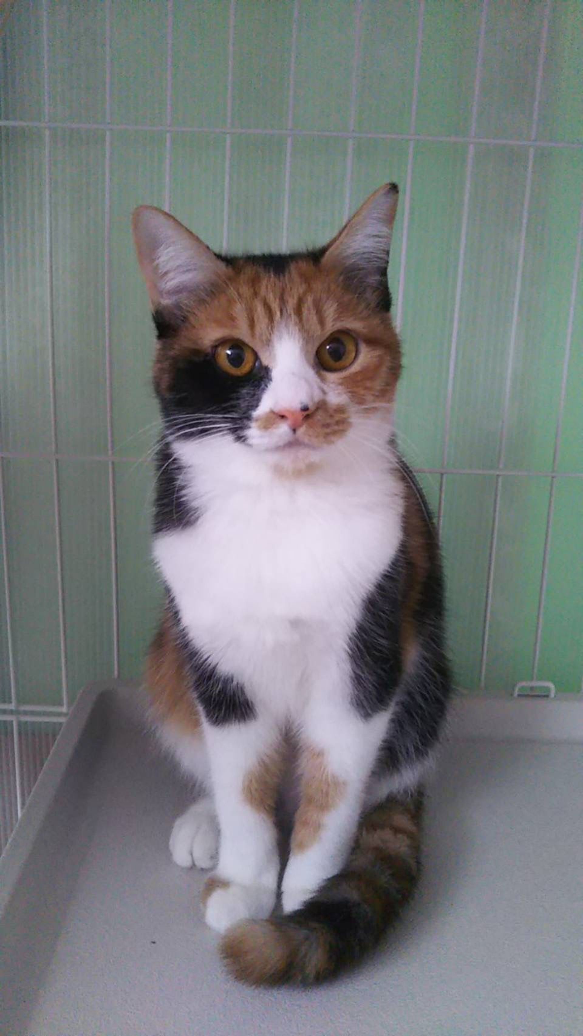 雑種（ミックス猫）・メスの里親募集の写真