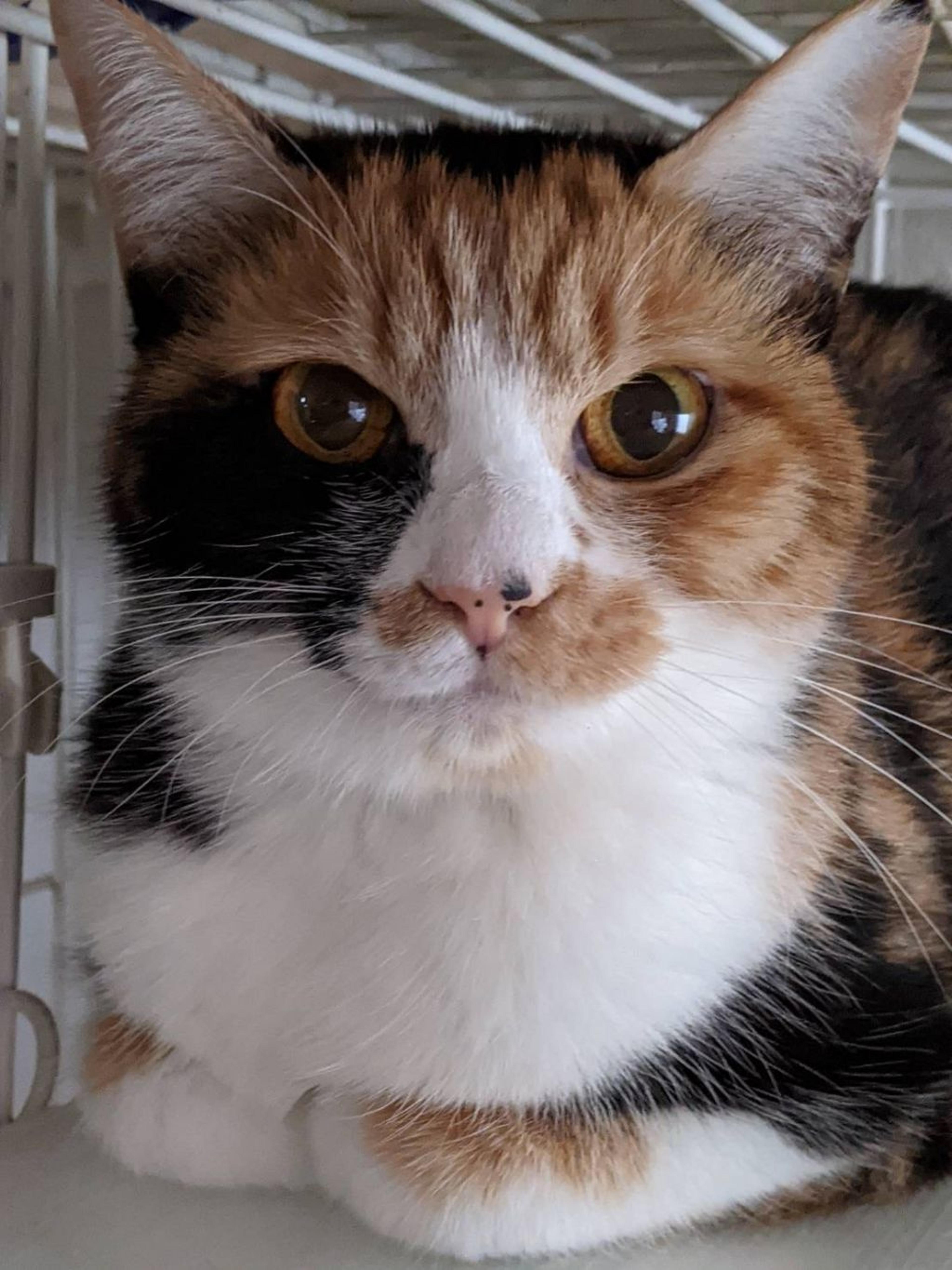 pet-image-2