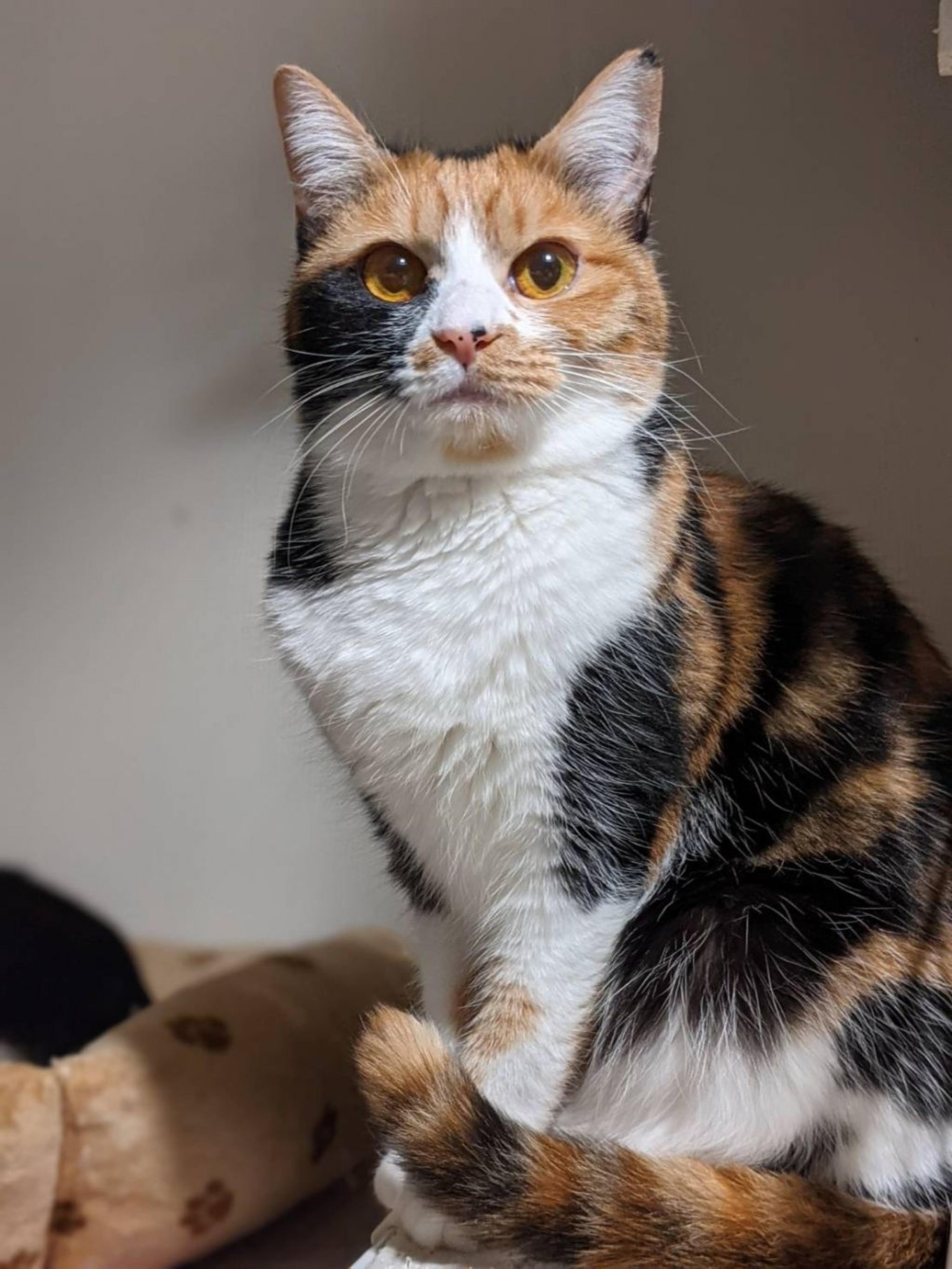 pet-image-4