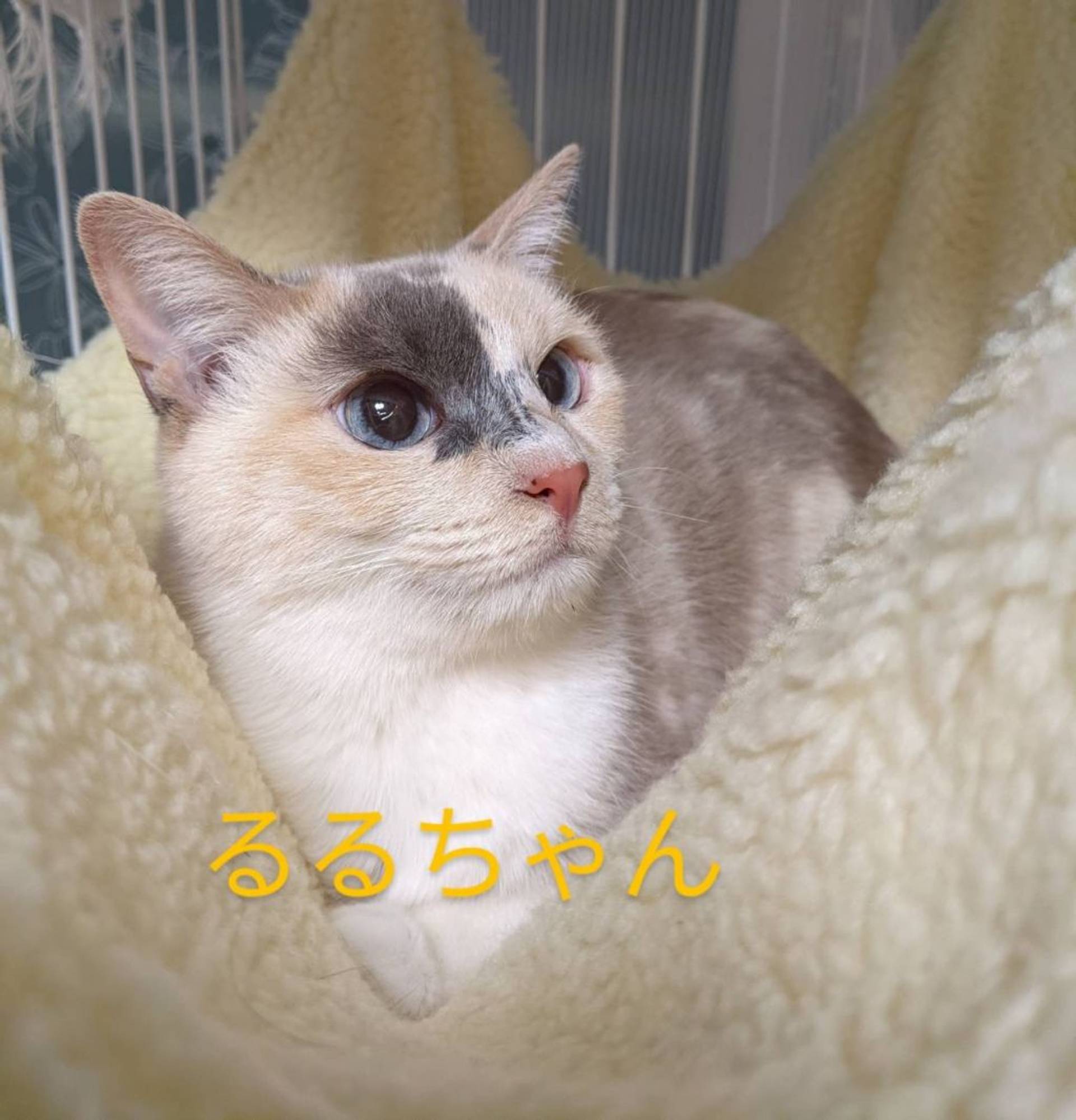 雑種（ミックス猫）・メスの里親募集の写真