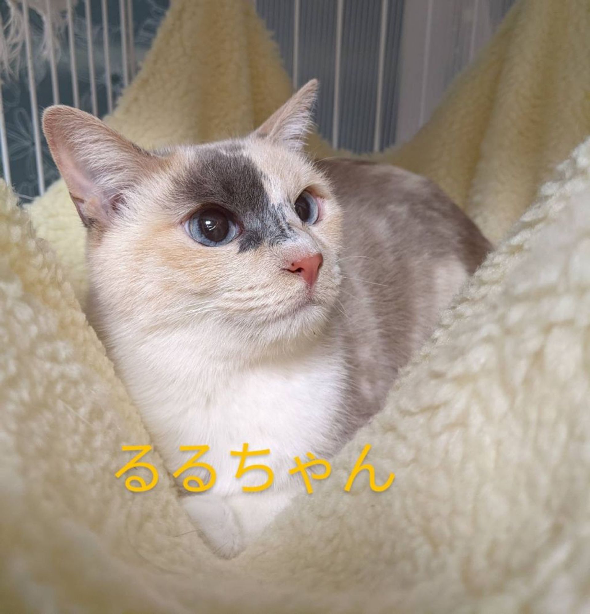 雑種（ミックス猫）・メスの里親募集の写真