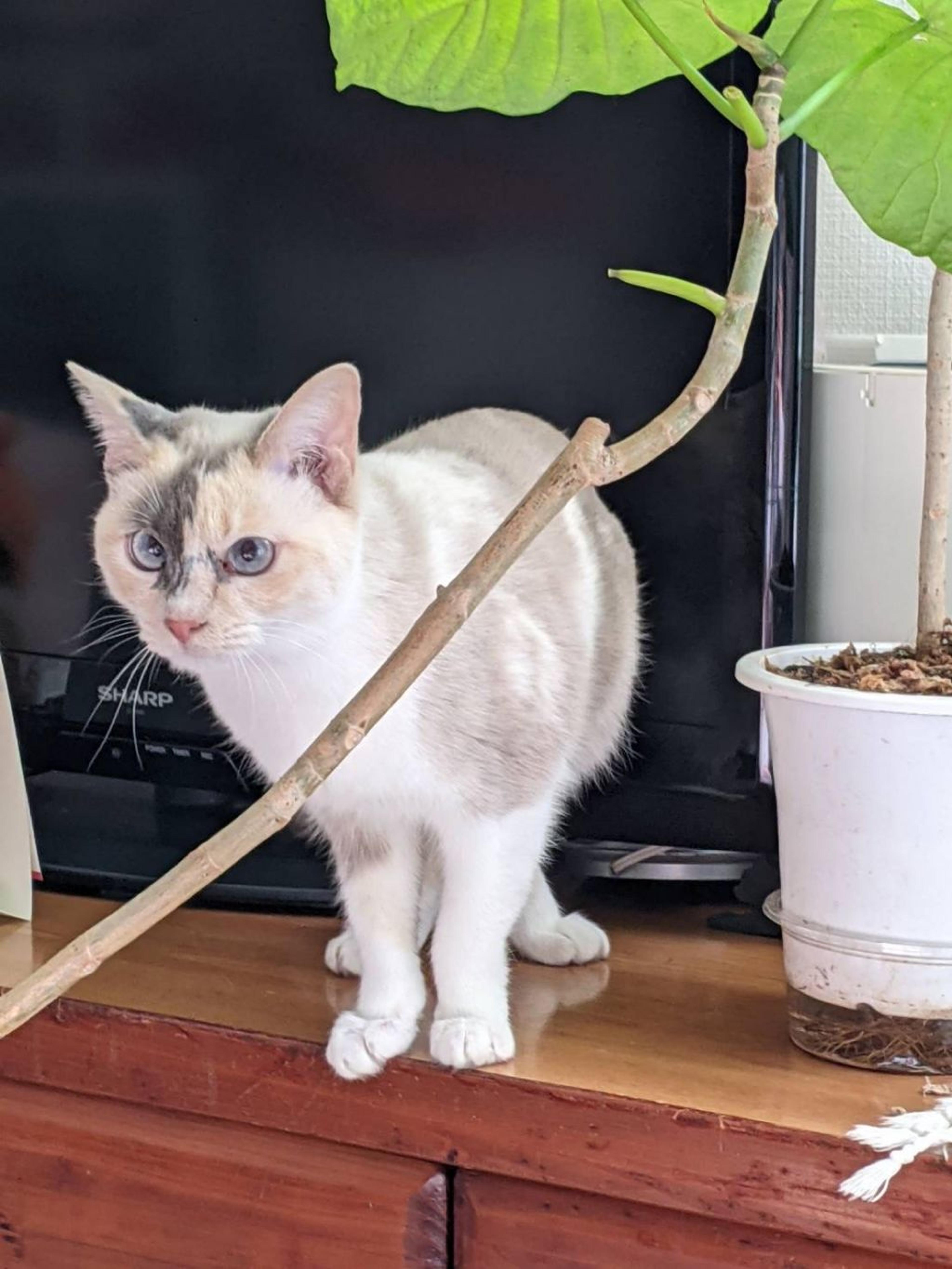 pet-image-2