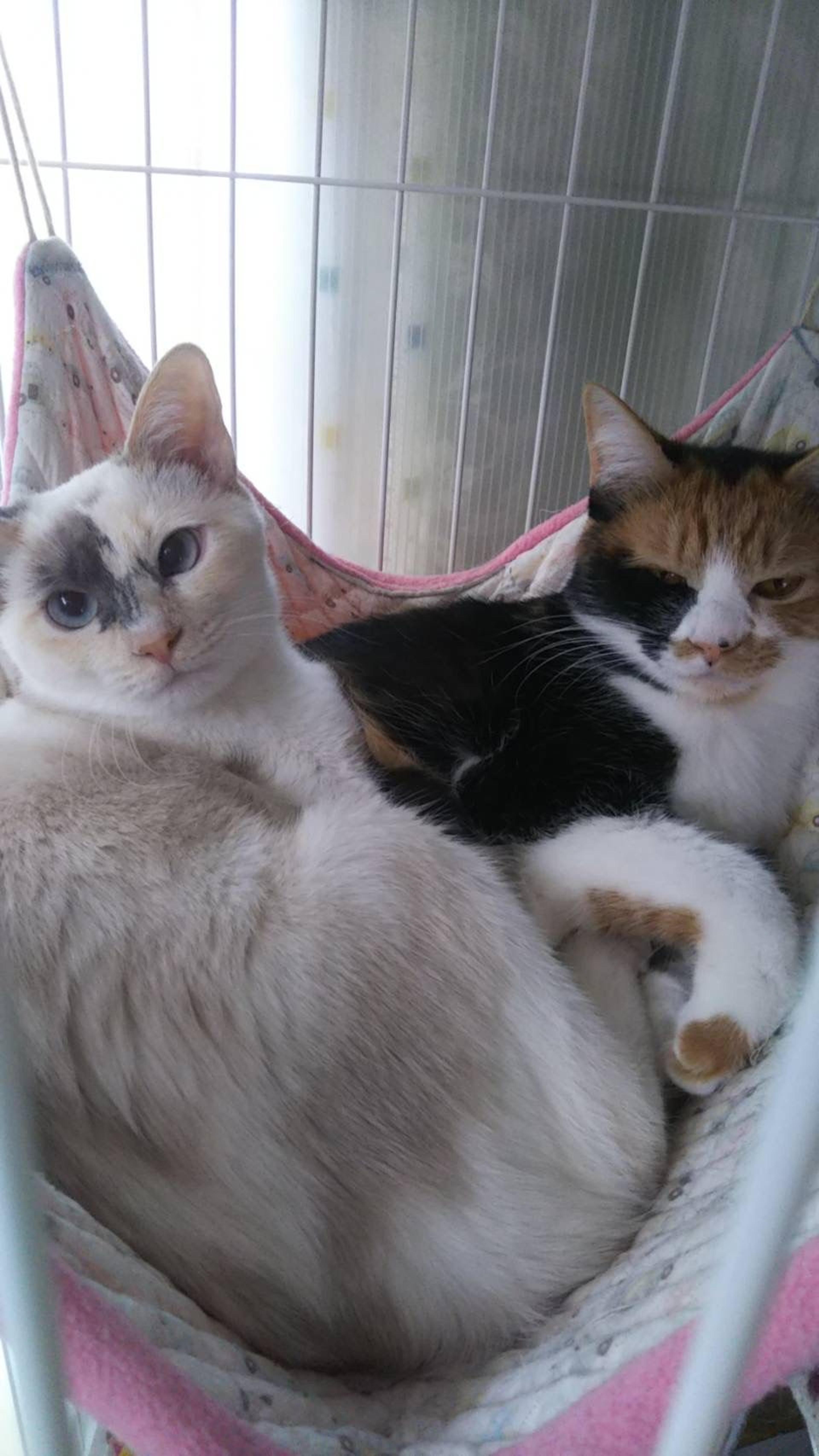 pet-image-5