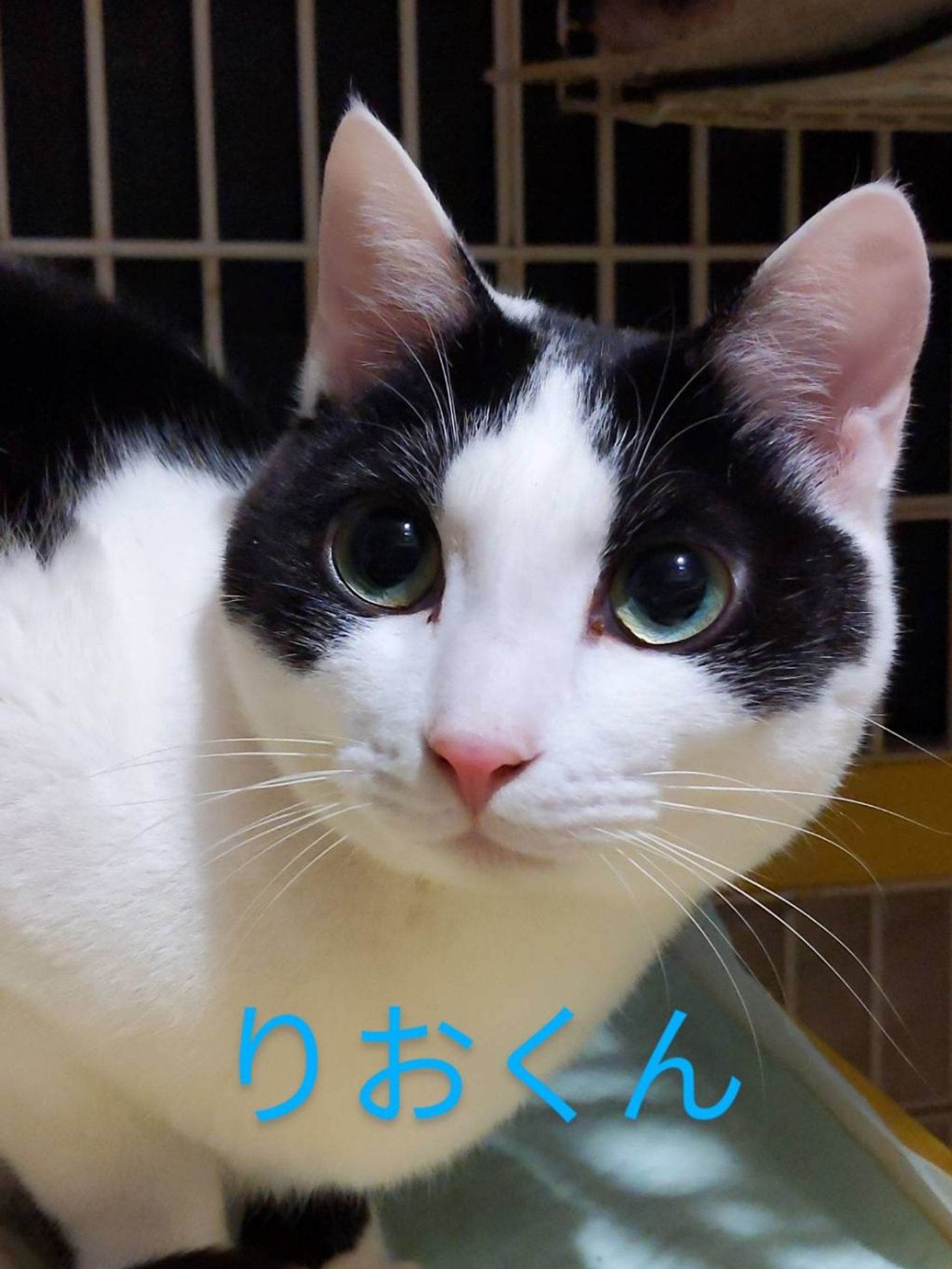 雑種（ミックス猫）・オスの里親募集の写真