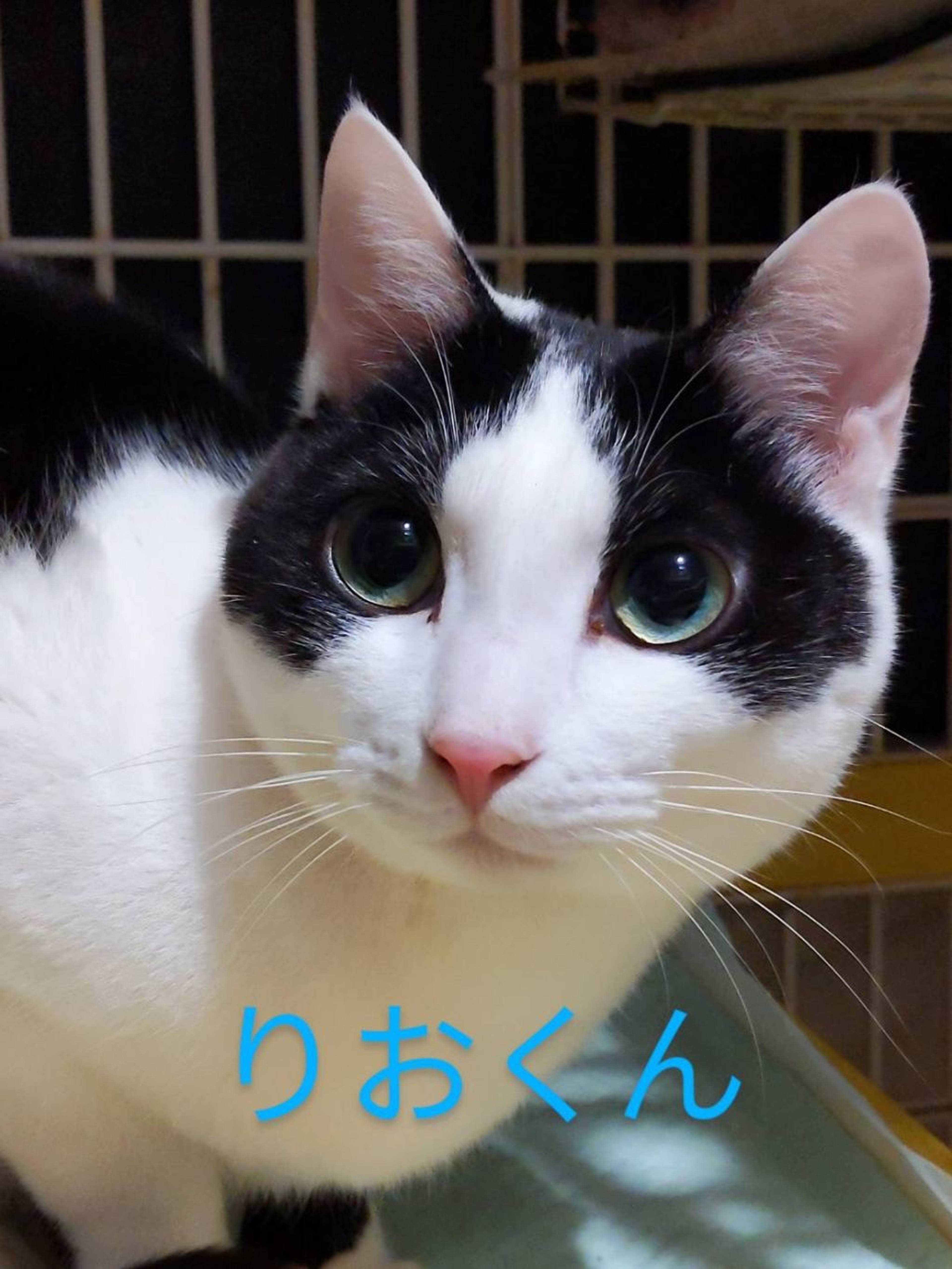 雑種（ミックス猫）・オスの里親募集の写真