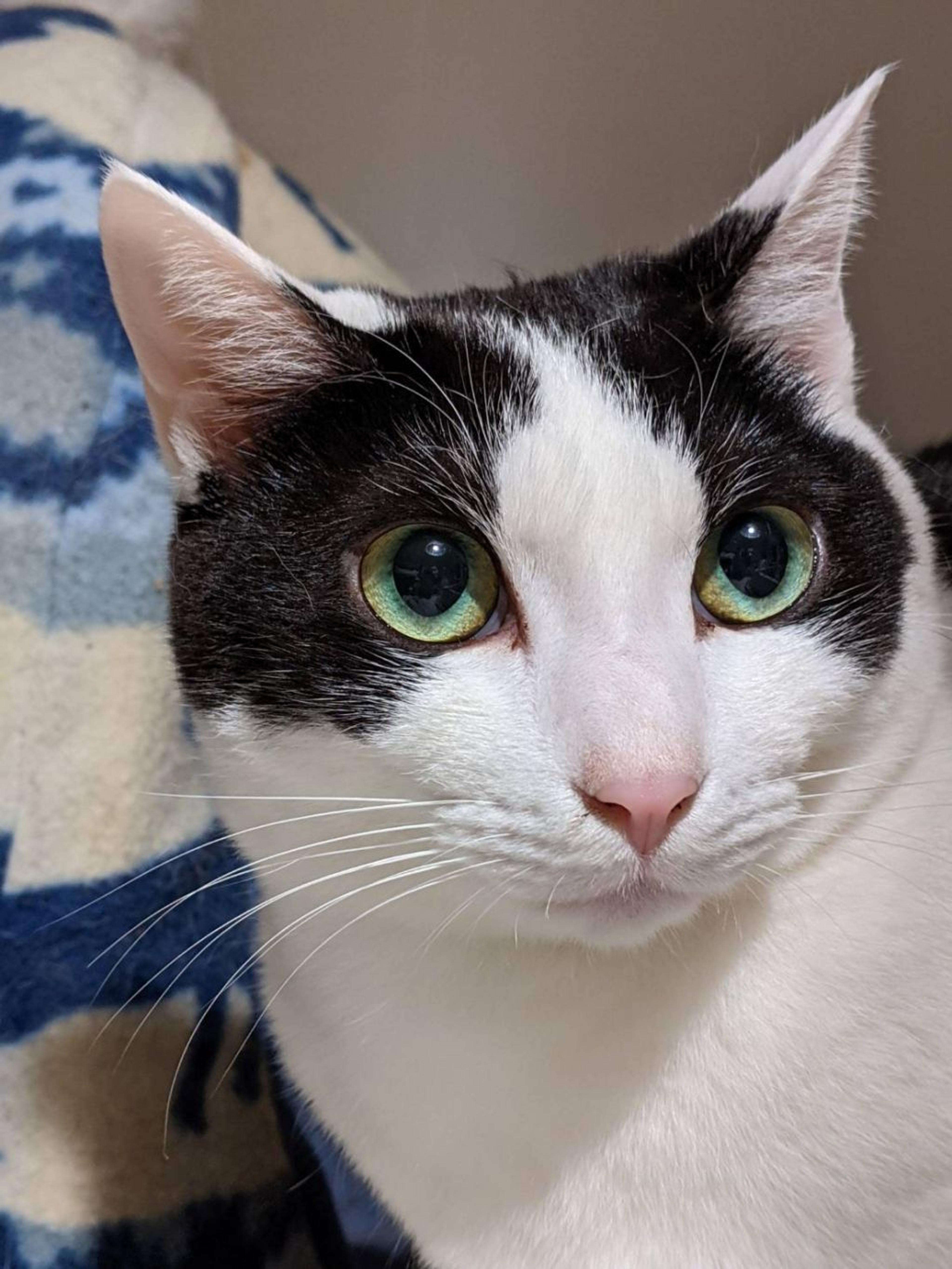 pet-image-2
