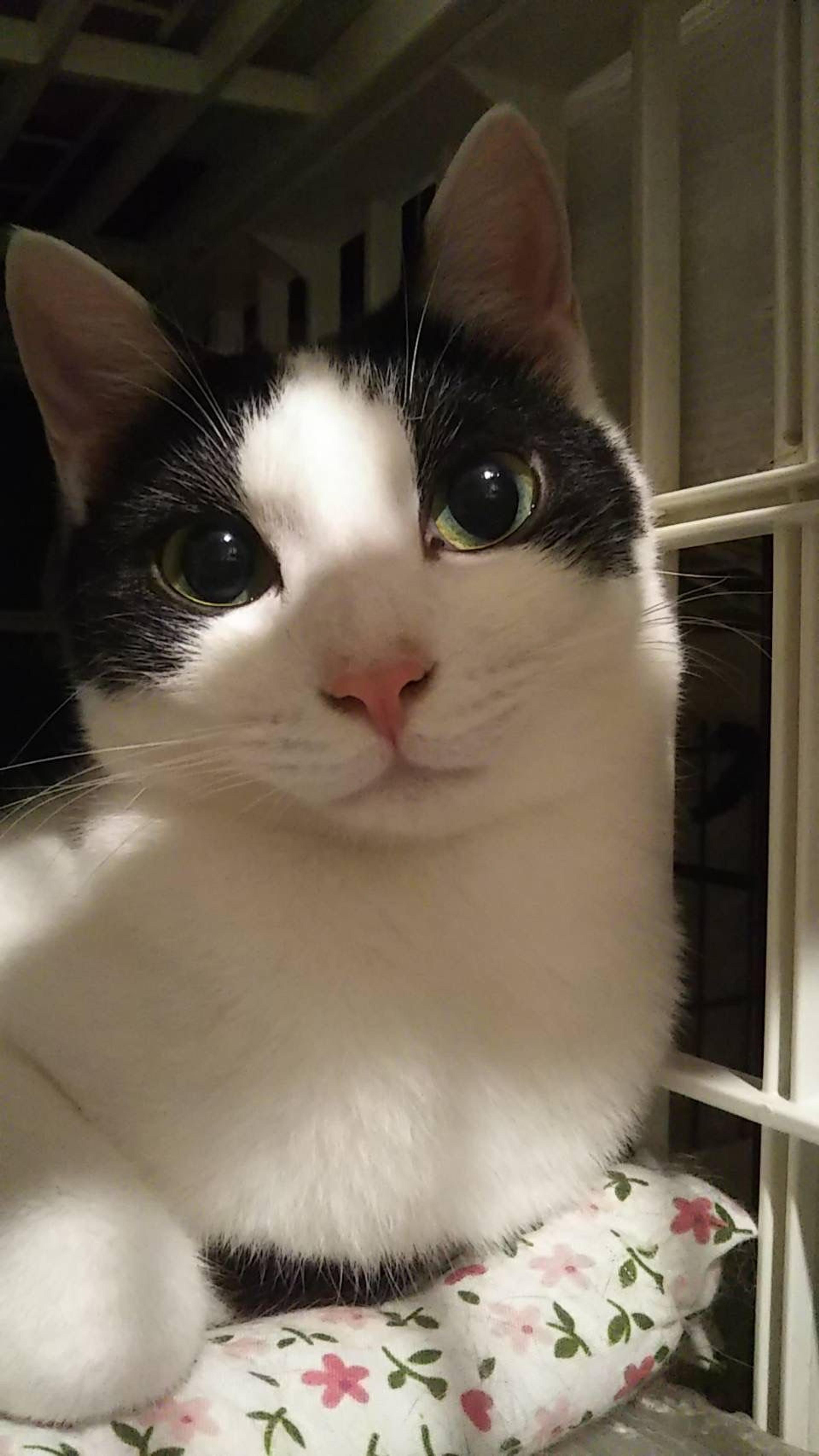pet-image-3