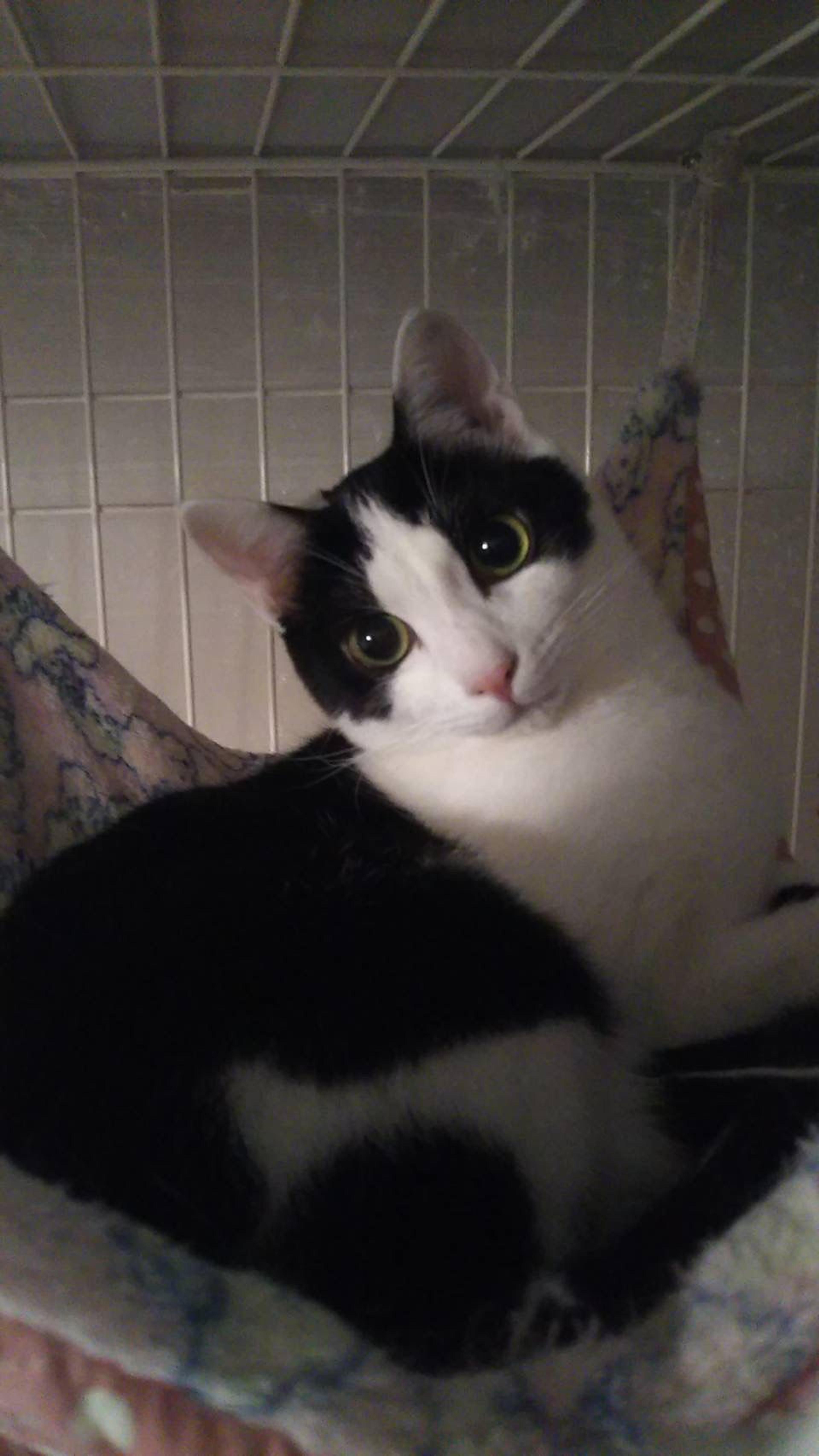 pet-image-5