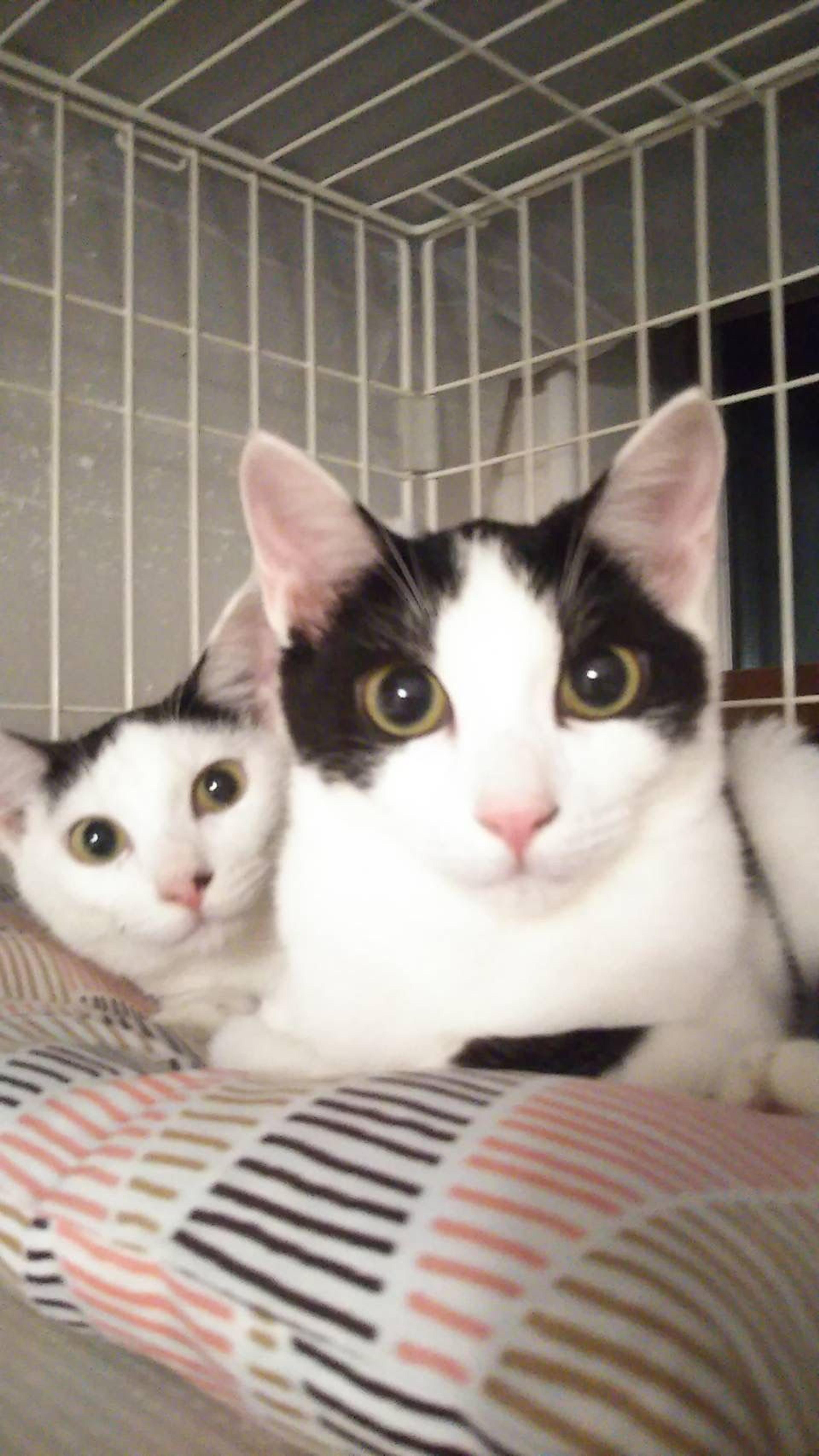 pet-image-7