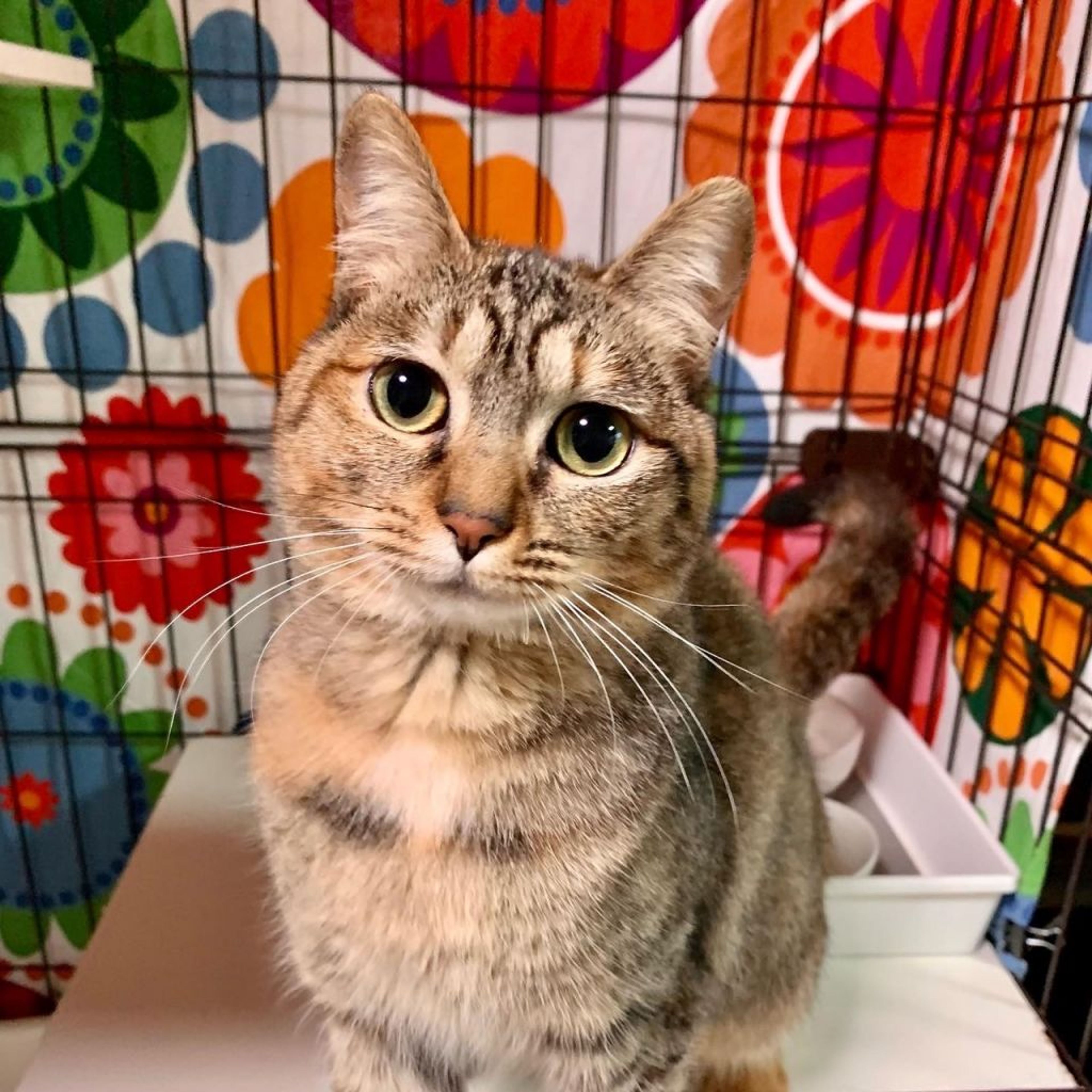 雑種（ミックス猫）・メスの里親募集の写真