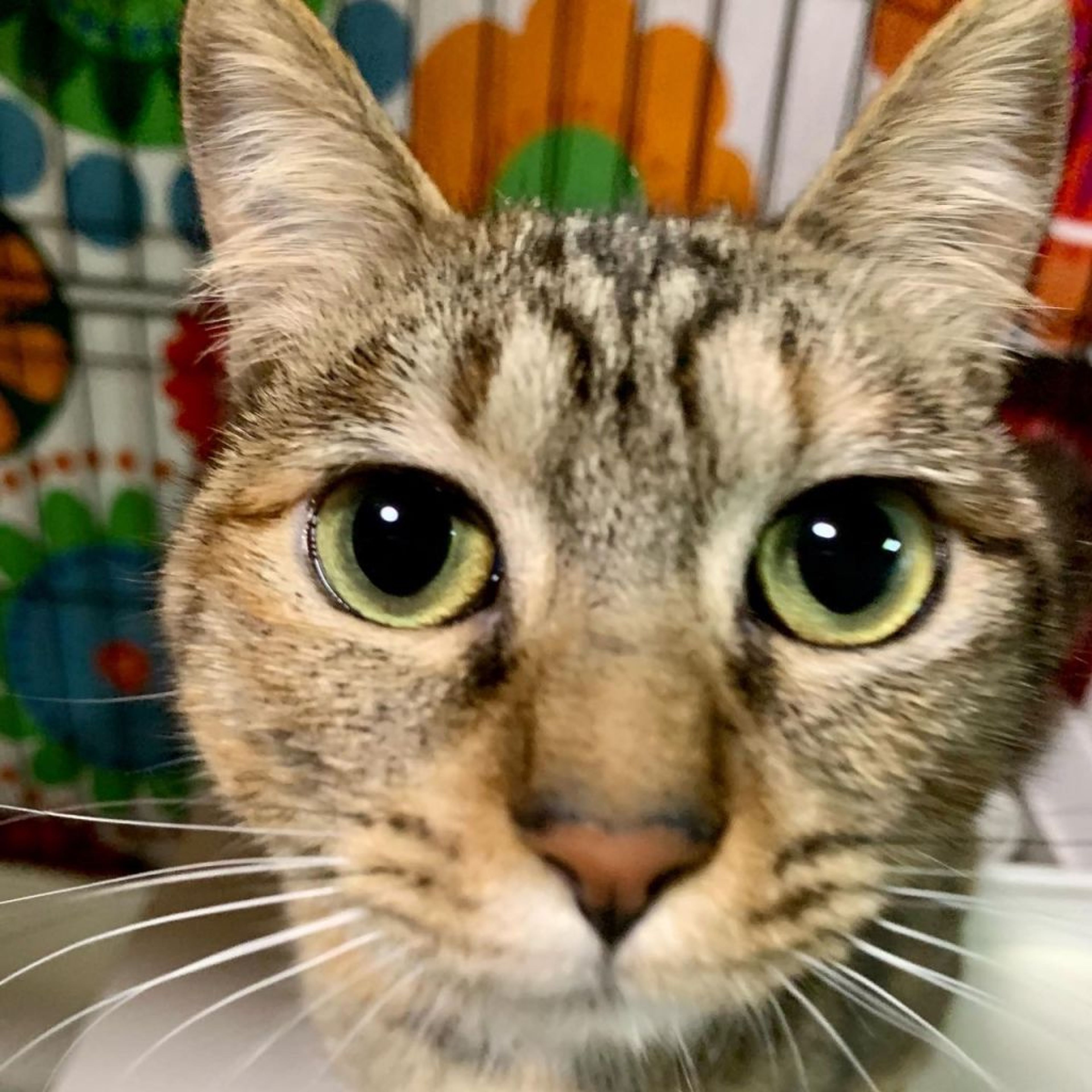 pet-image-2