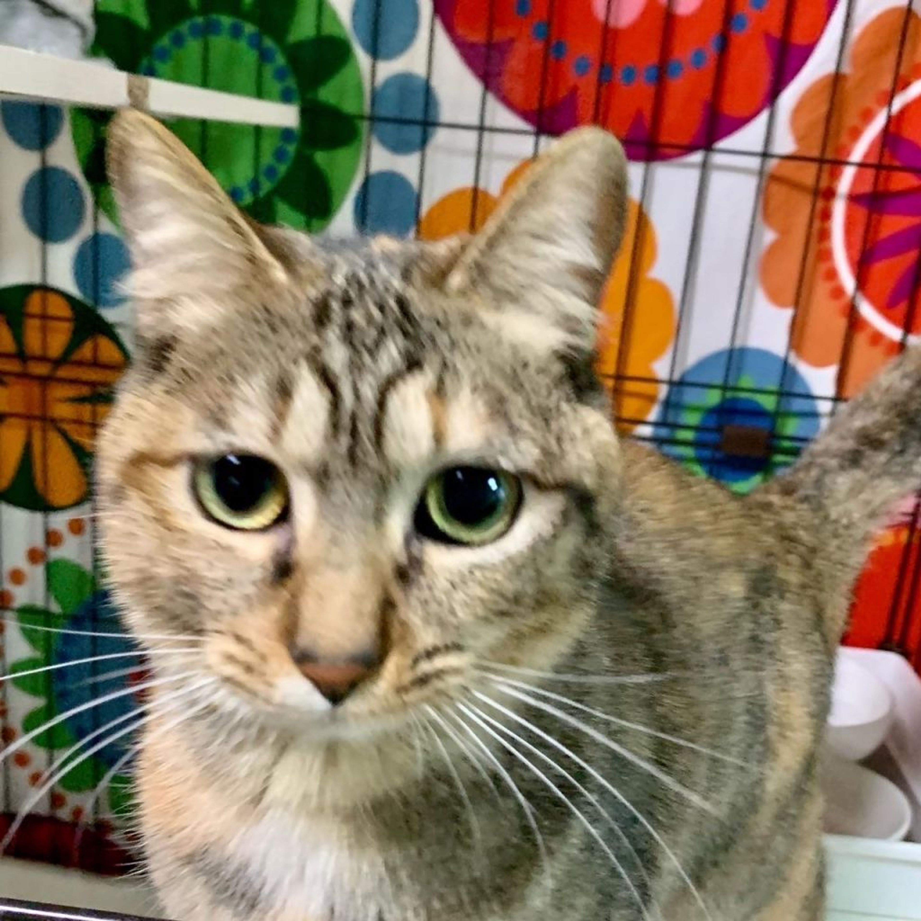 pet-image-3