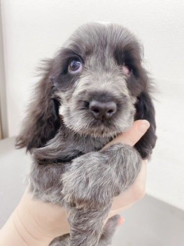 シュタイフ★Revue Susi 12cm★コッカースパニエルのスージー/犬 シュタイフ☆Revue Susi 12cm☆コッカースパニエルのスージー/犬