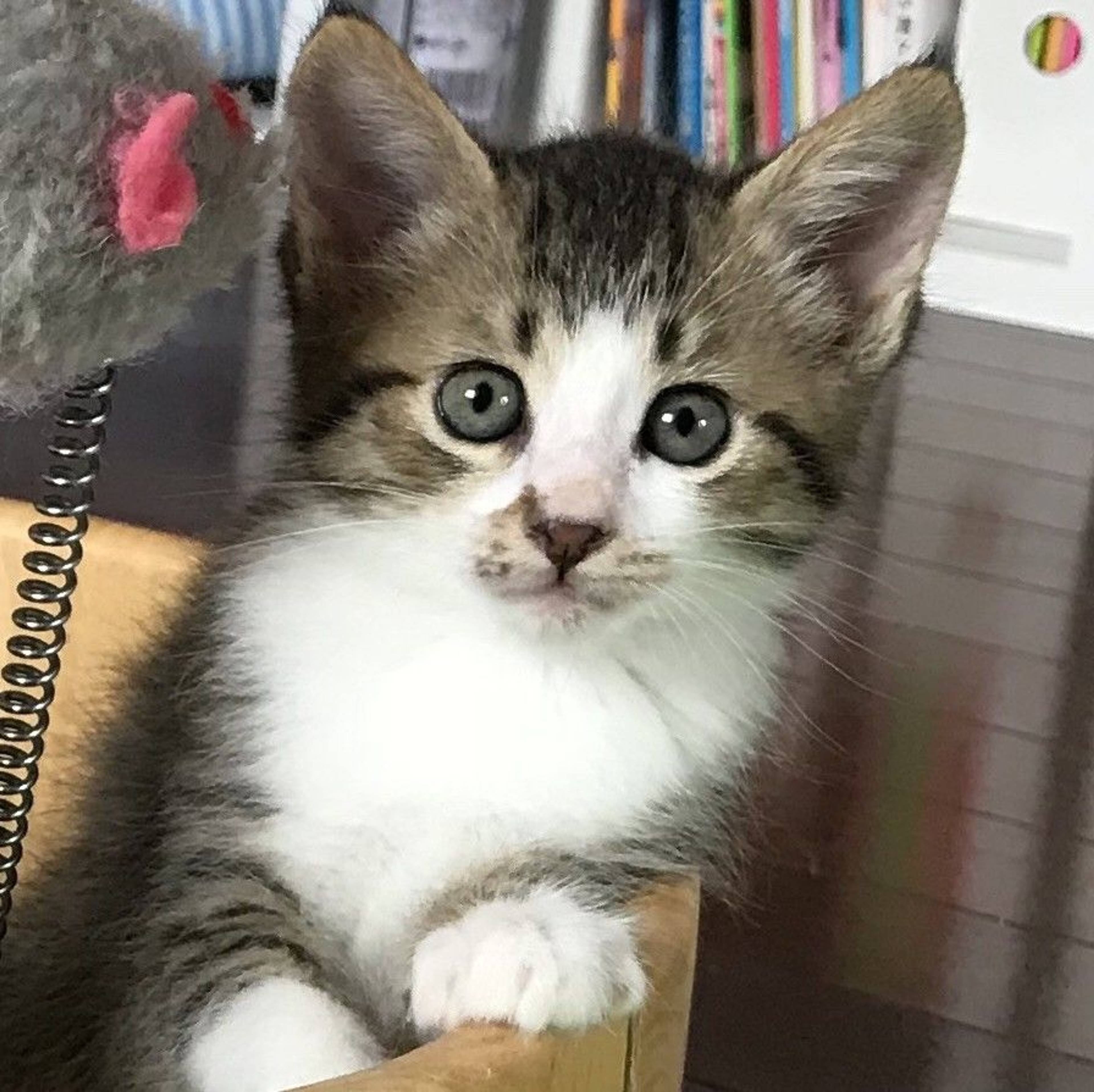 雑種（ミックス猫）・オスの里親募集の写真