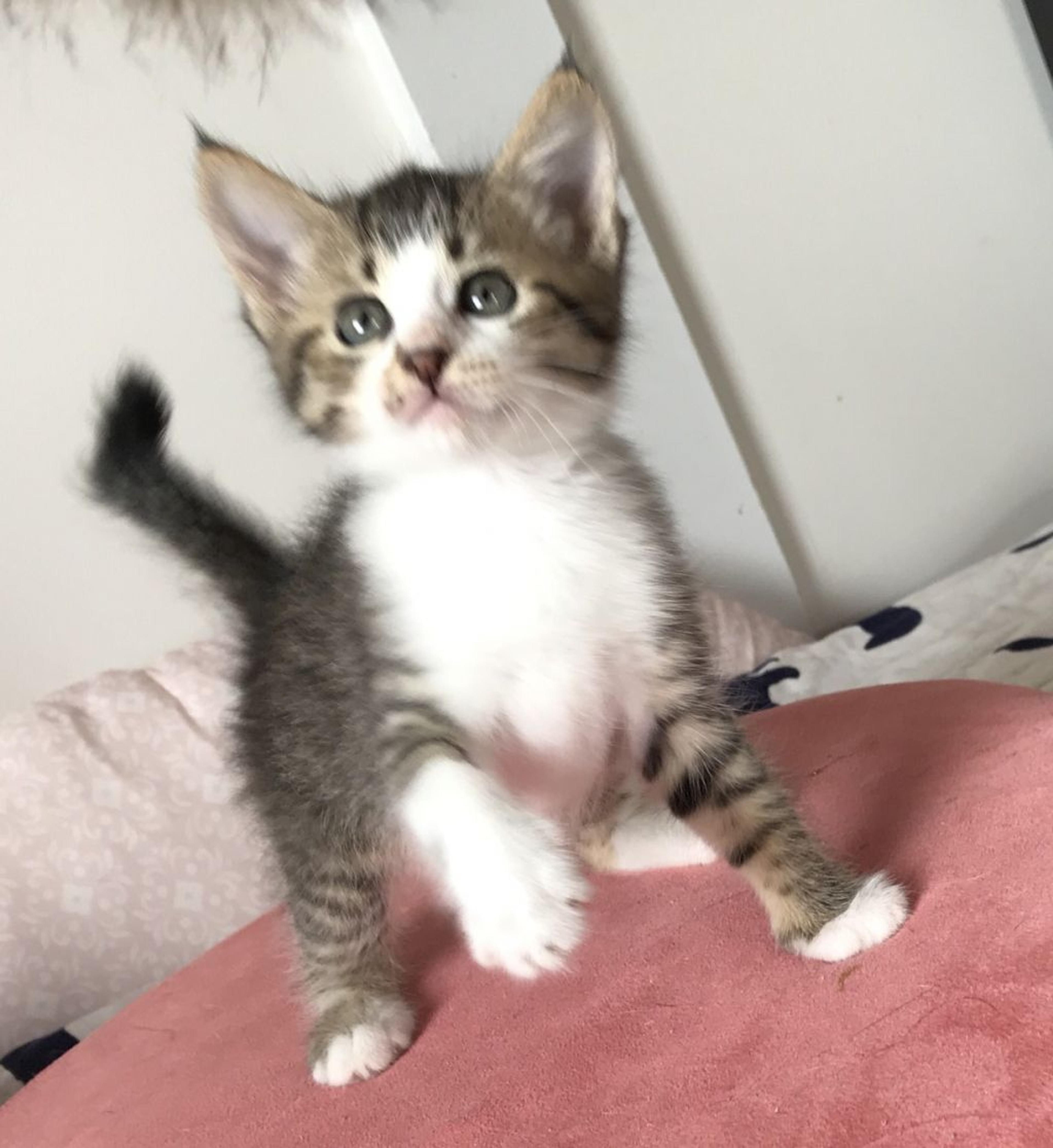 pet-image-2