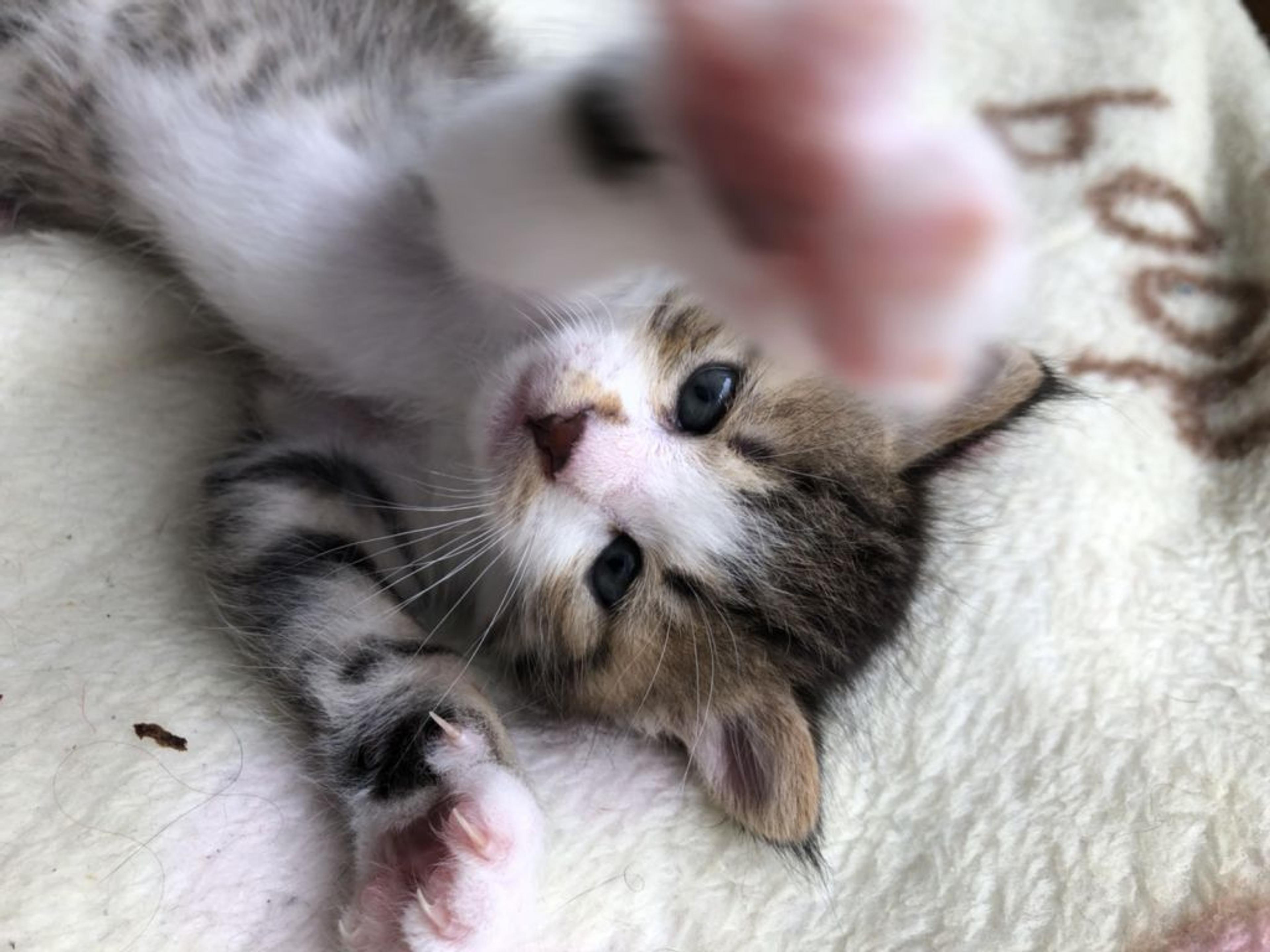 pet-image-3
