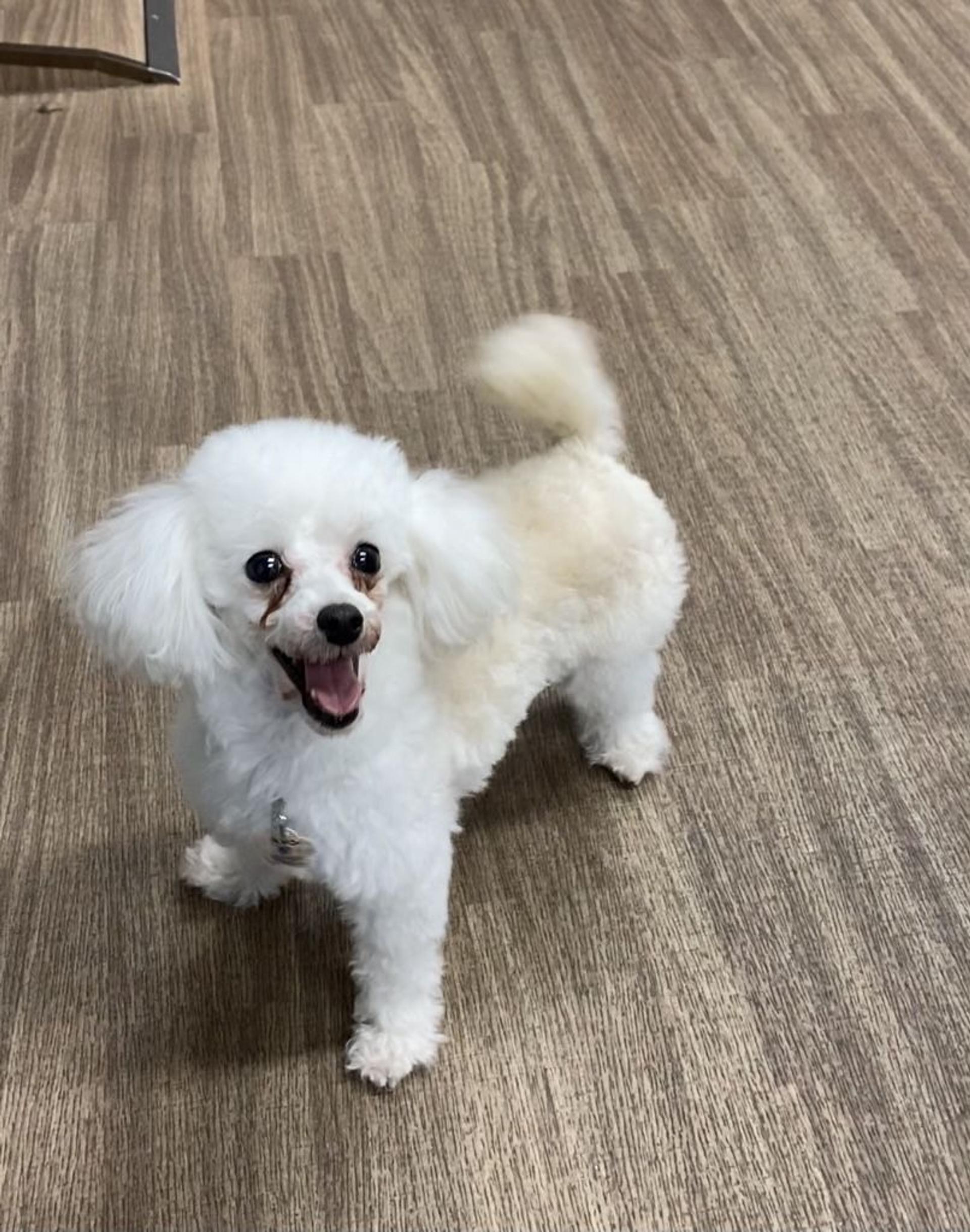pet-image-2