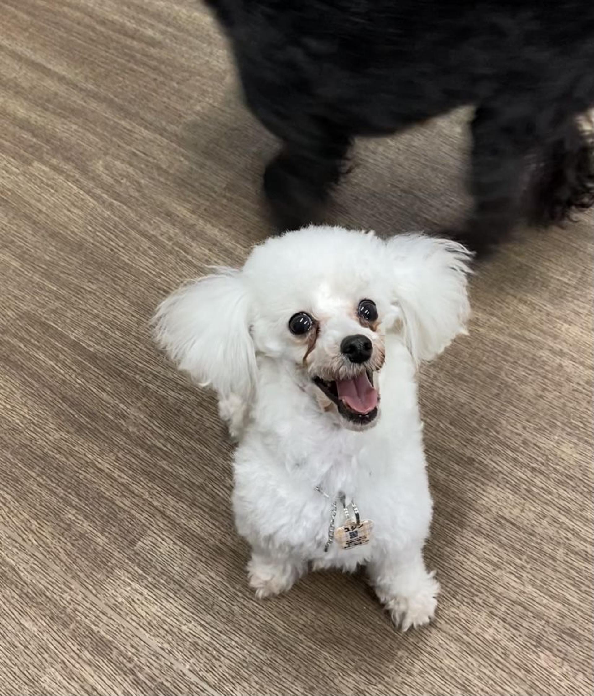 pet-image-3