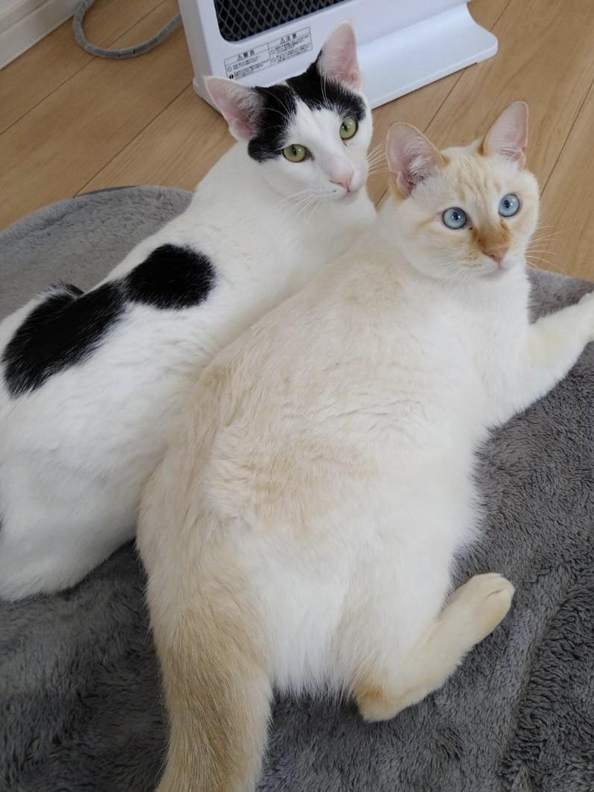 pet-image-2