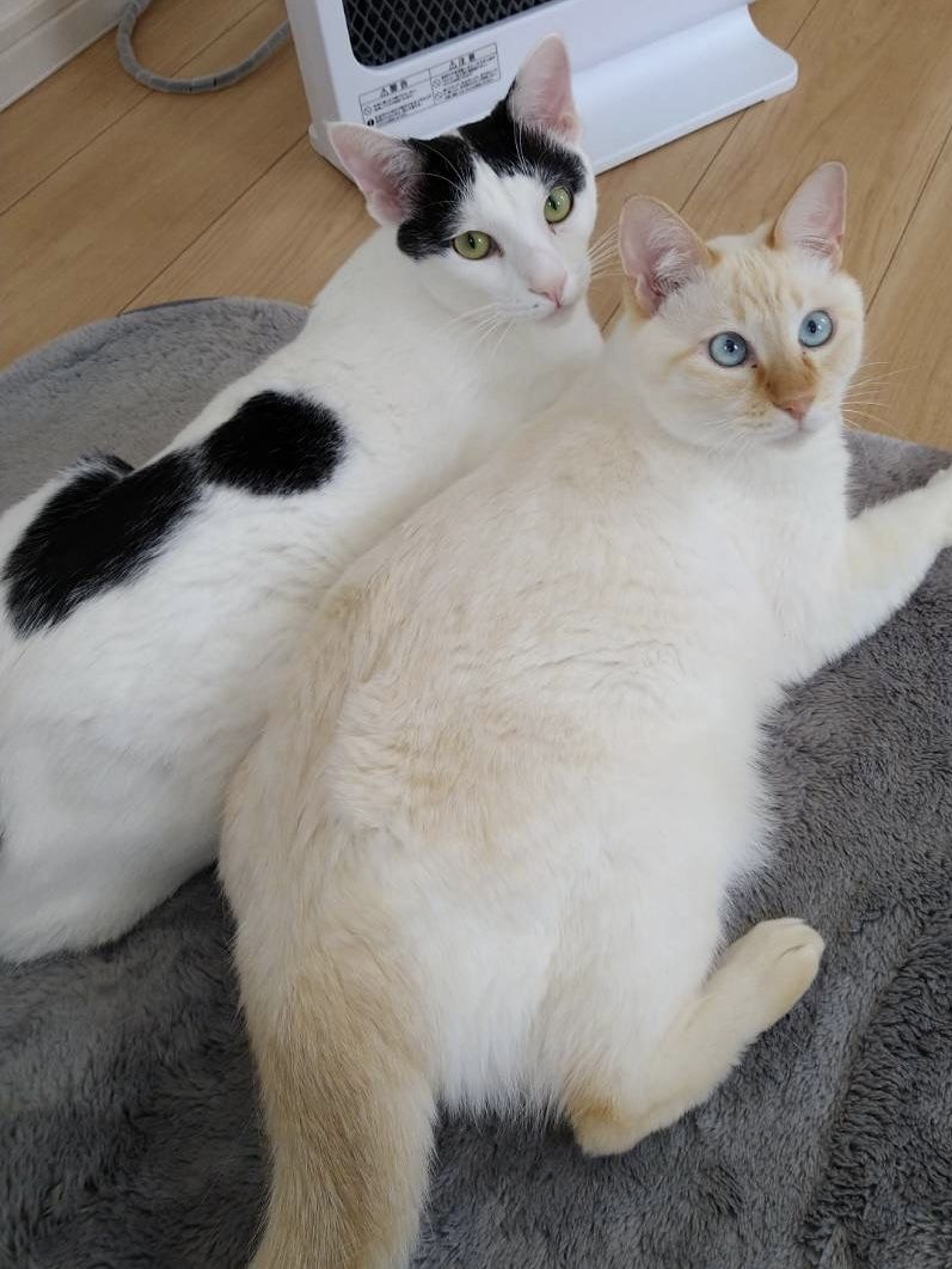 pet-image-2