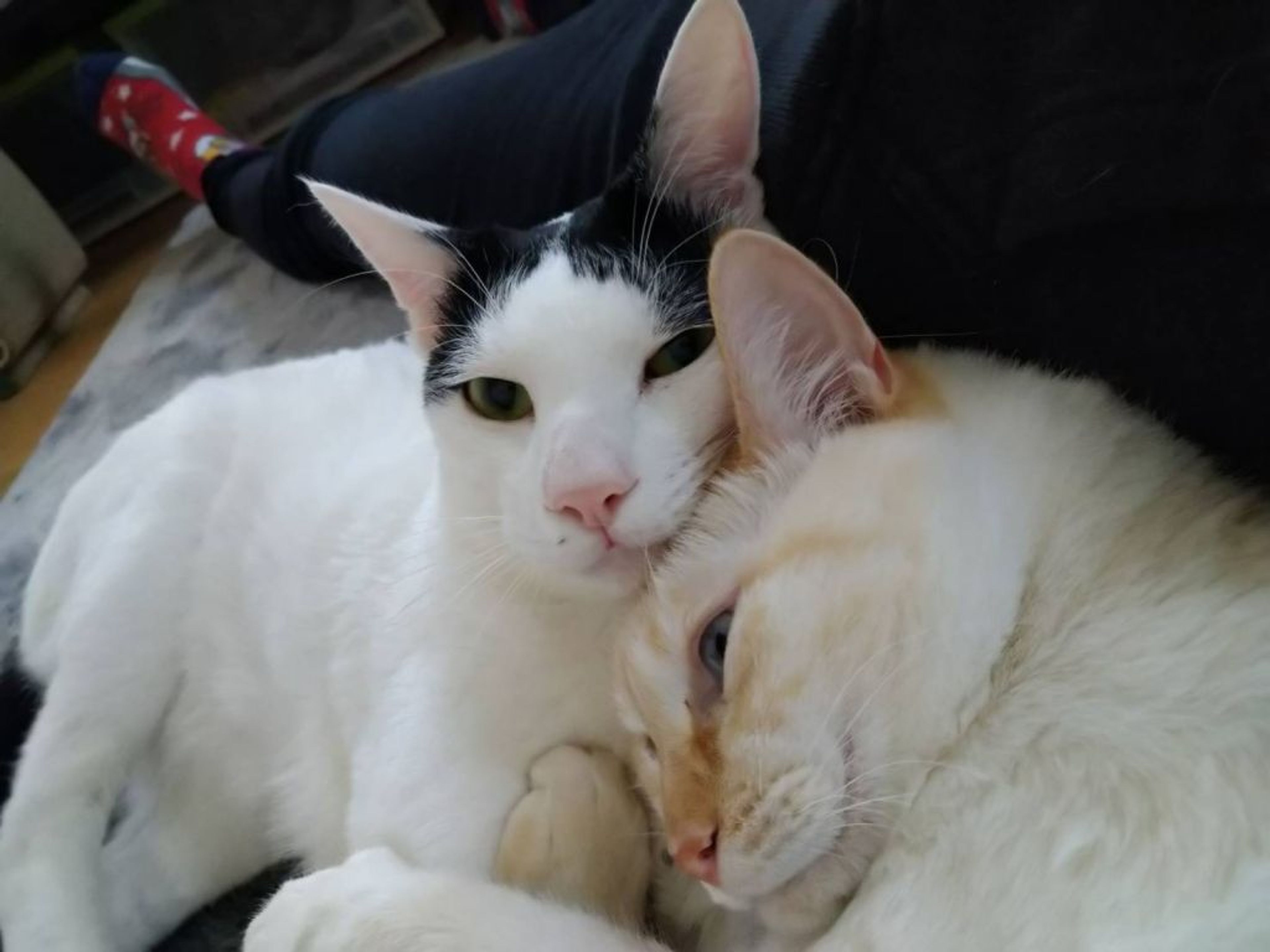 pet-image-4