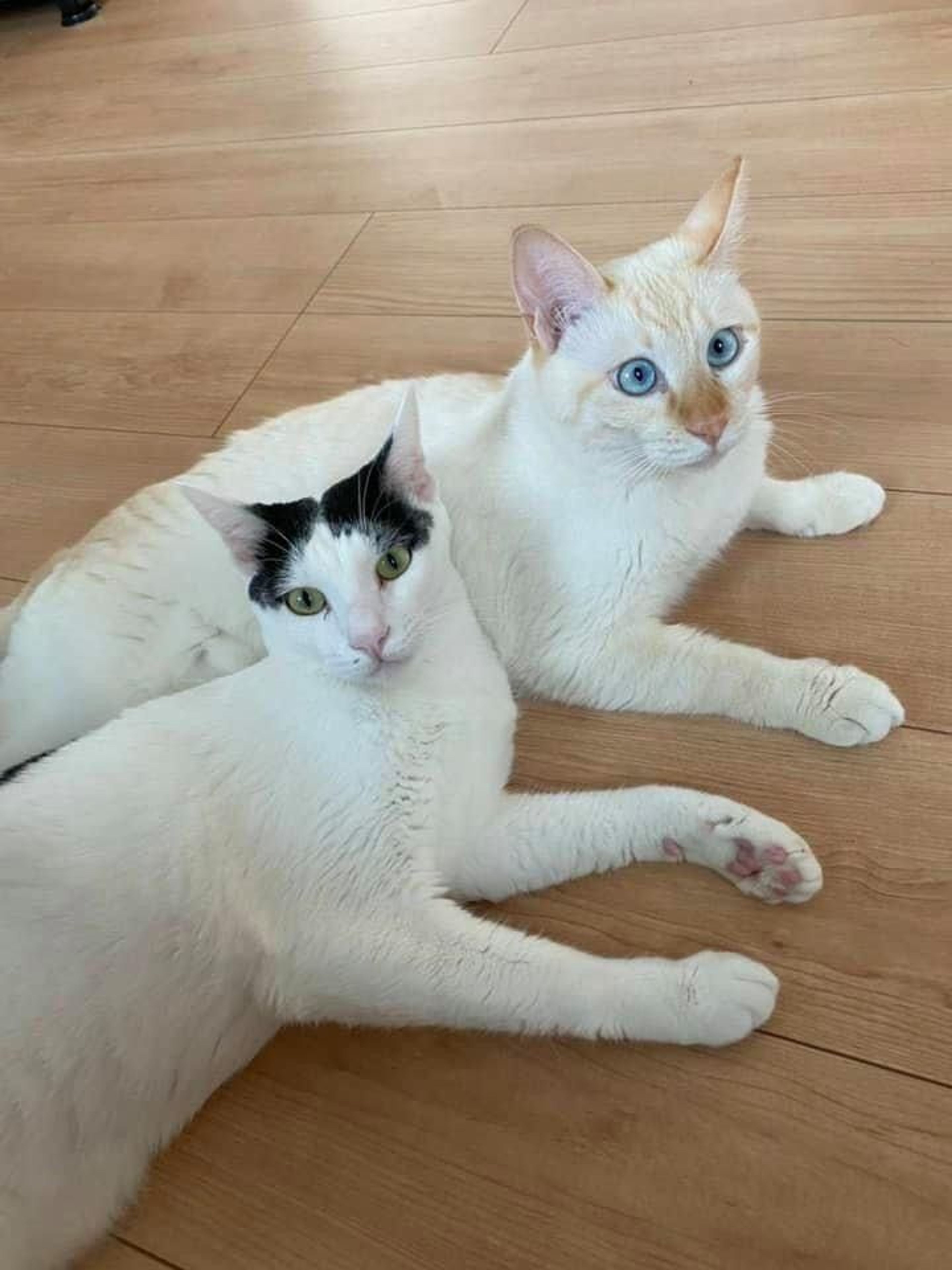 pet-image-5